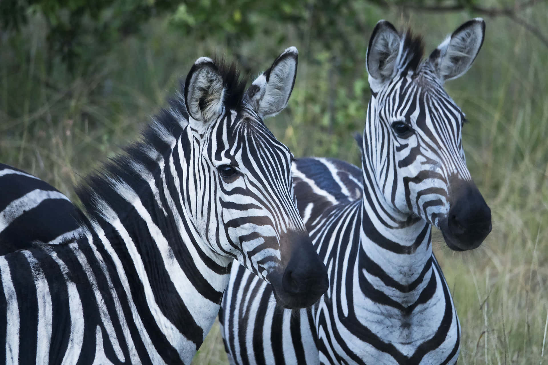A zebra stands in its natural habitat.
