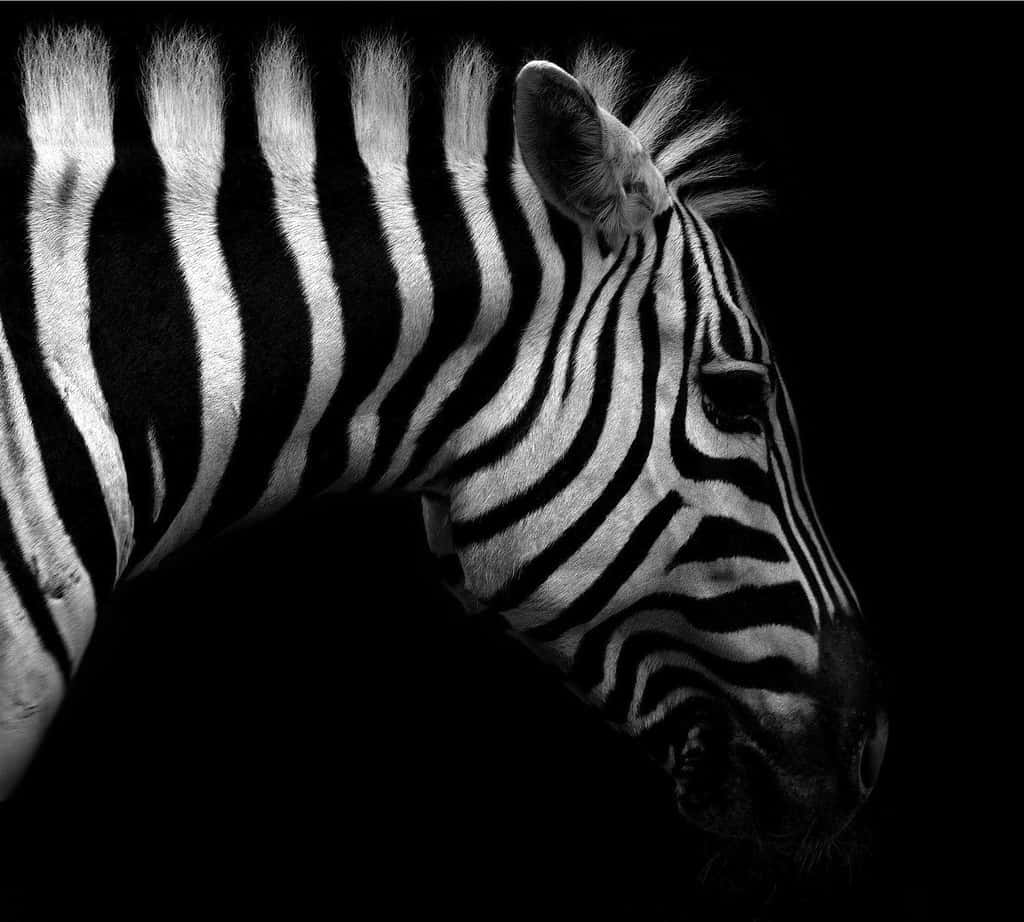 “Striking Pattern - A Zebra Grazes in the Distance”