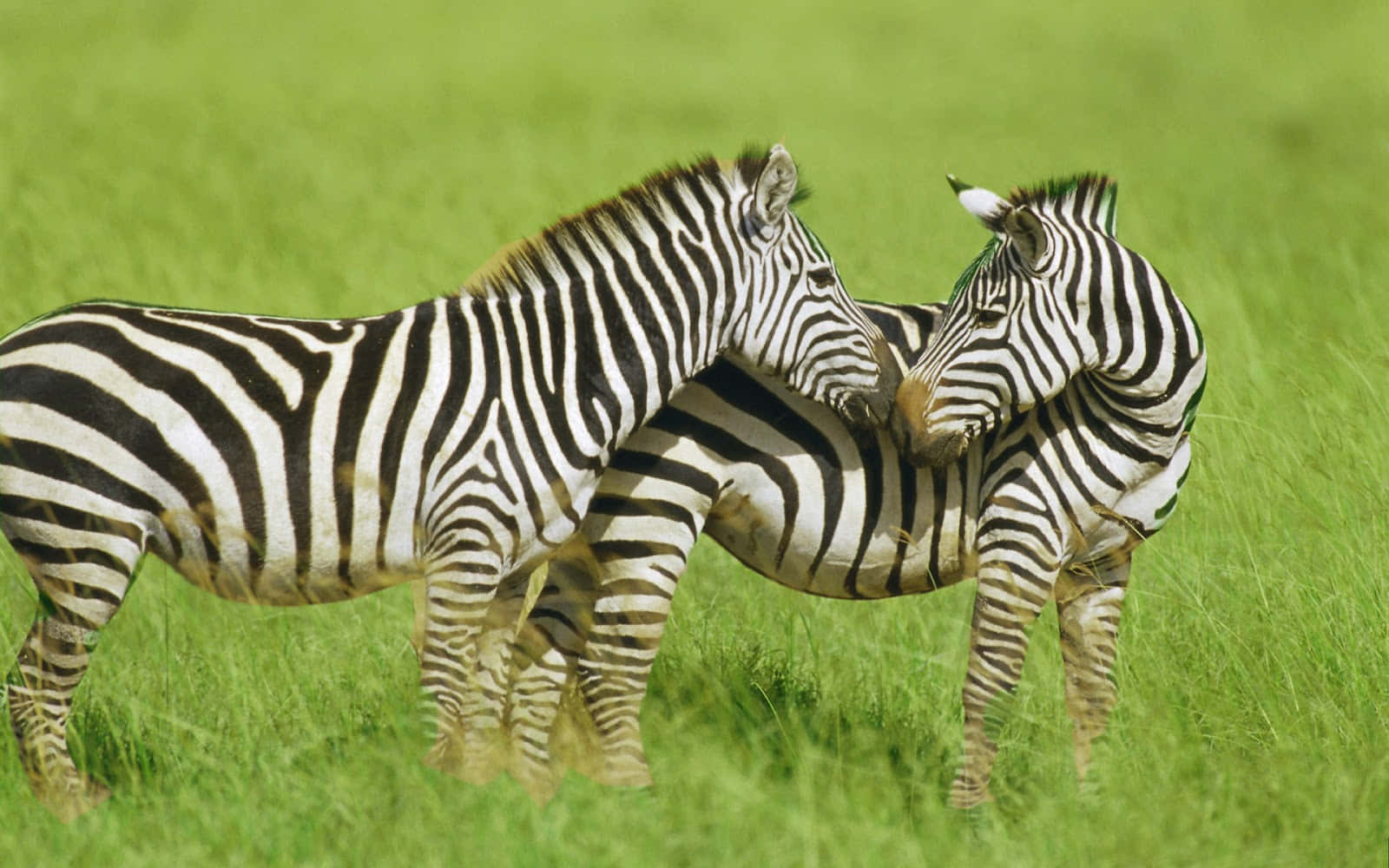 "Beautiful Zebra in Wildlife"