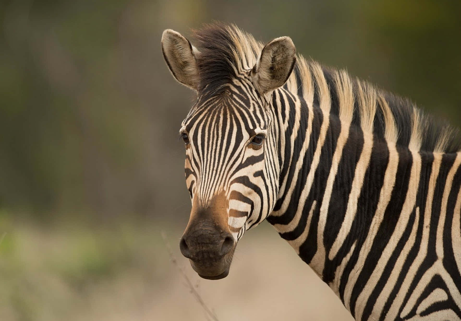 Unique Stripes On Every Zebra