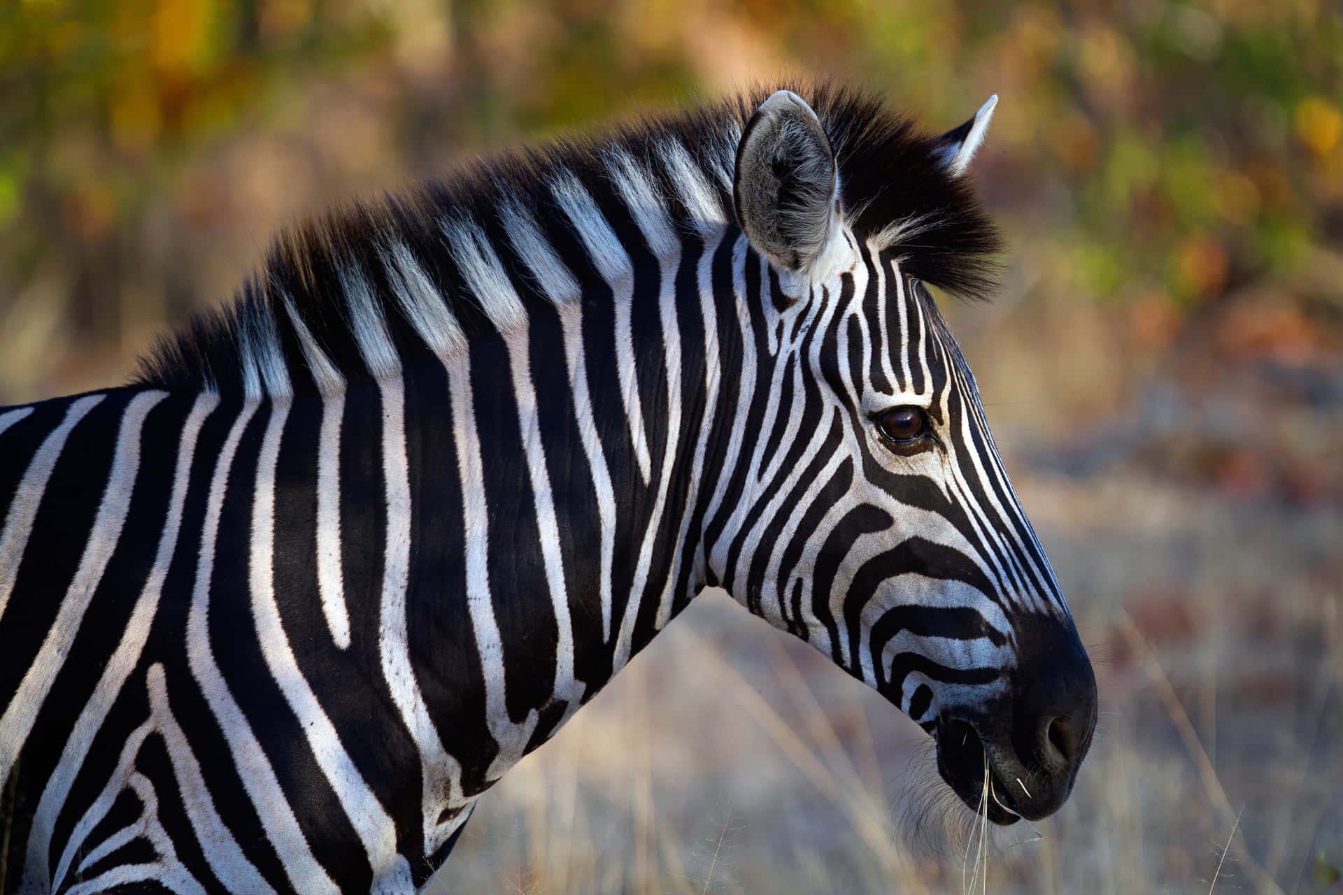 Envacker Och Livlig Zebra, Svart Och Vit Men Väldigt Livfull