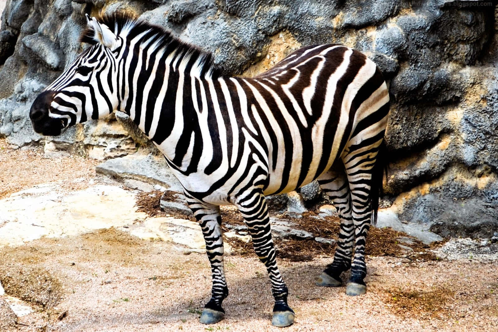 Enensam Zebra Står I Mitten Av En Öppen Savann