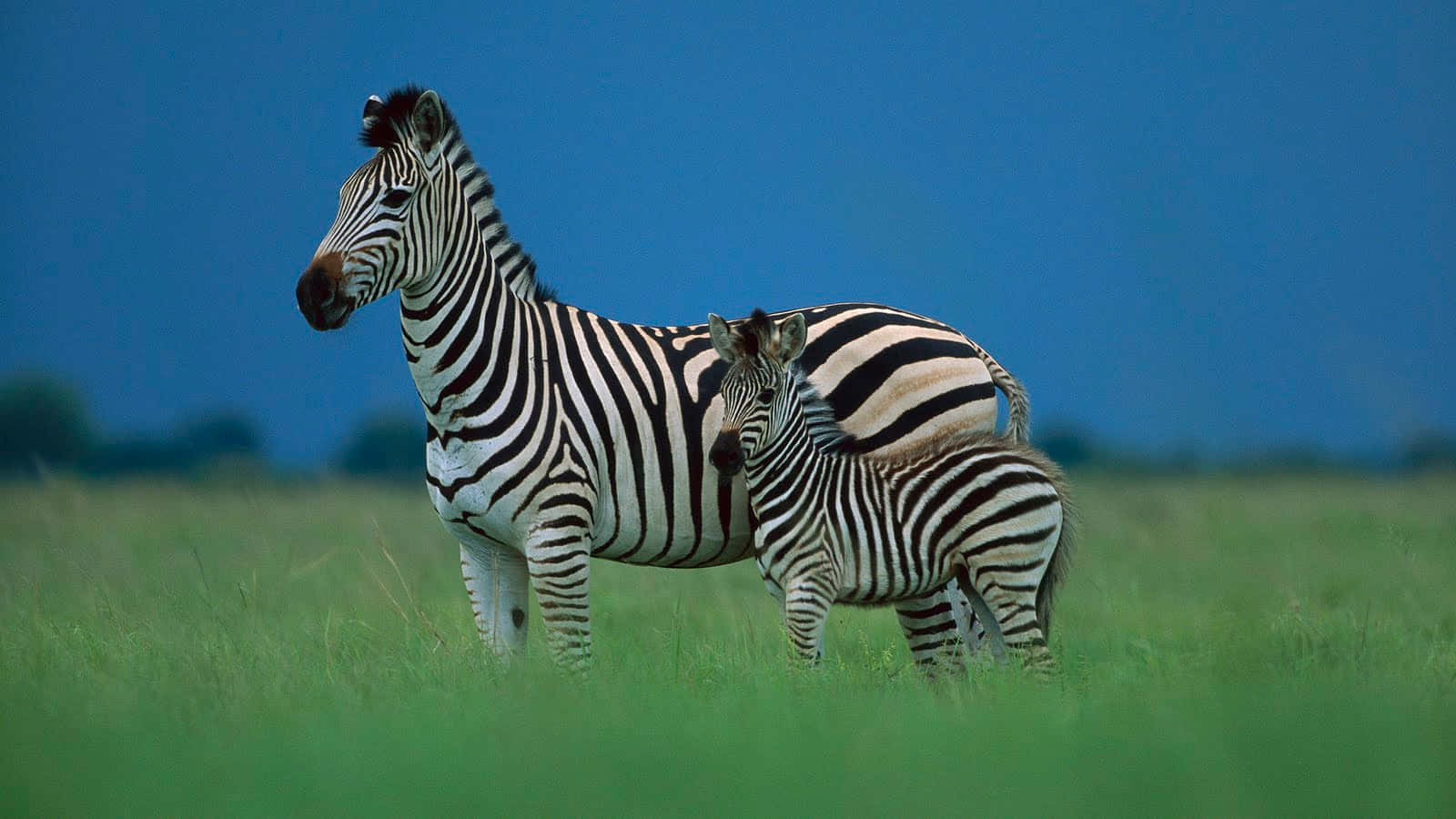 Zebra stripes in the savanna
