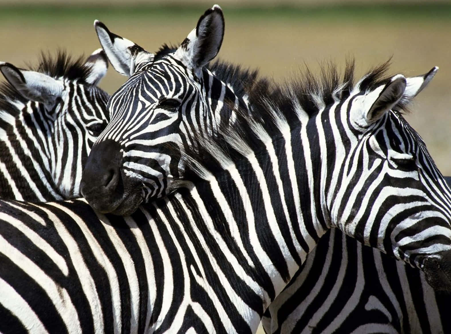Colorful Zebra Design