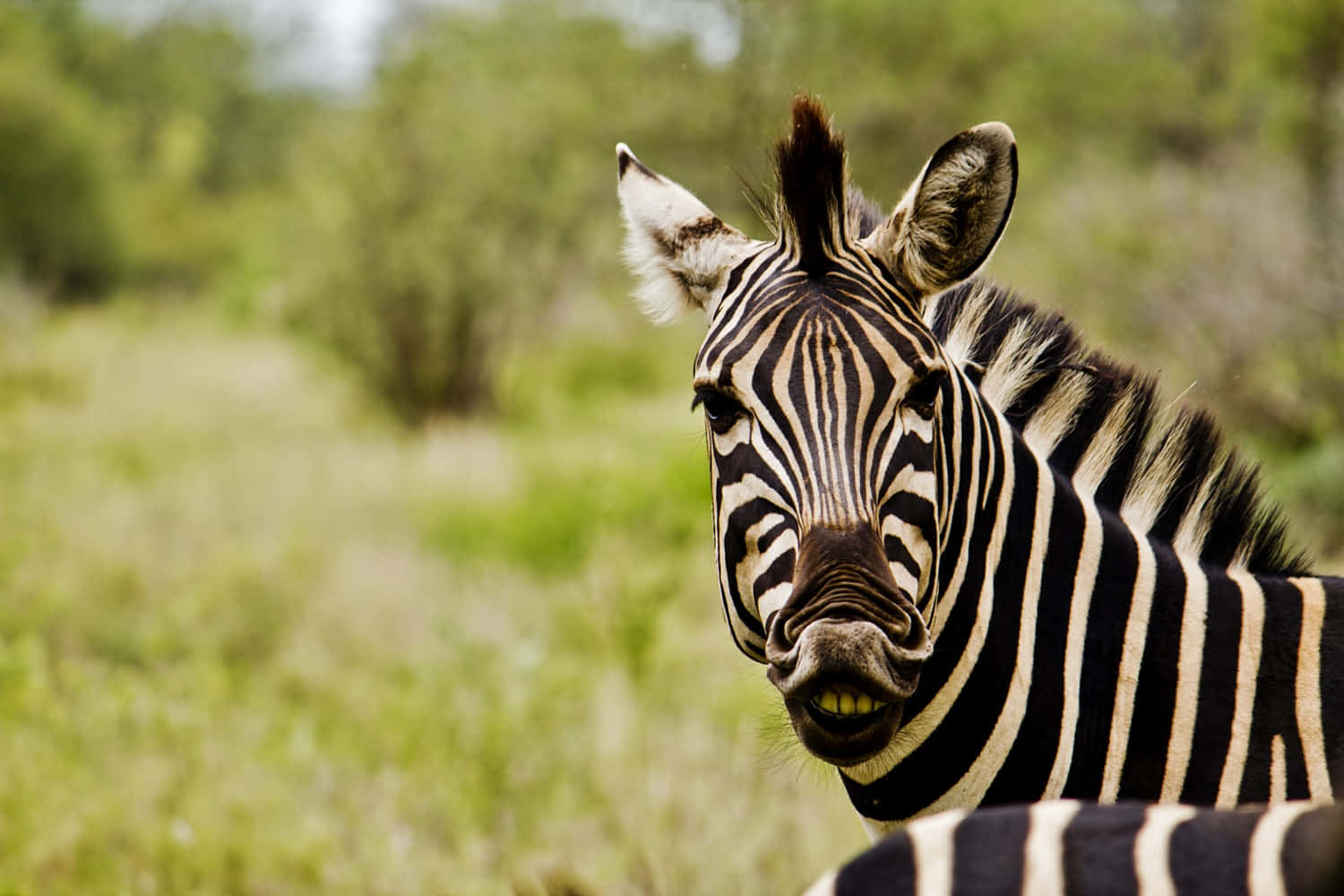 A Zebra Stripe Standing in a Field of Grass