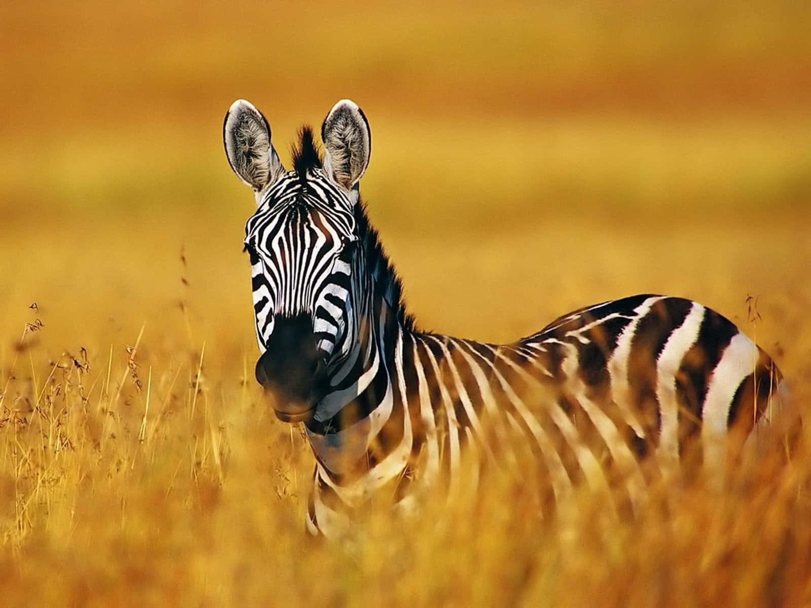 Bellissimocucciolo Di Zebra Che Si Gode La Serengeti