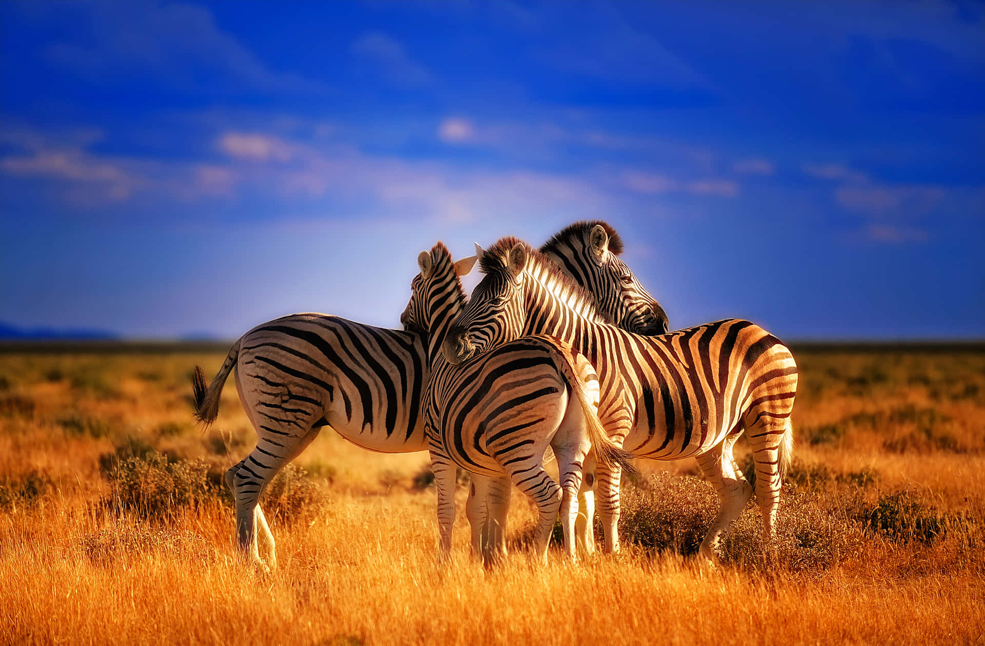 A Zebras majestic stripes stand out on its brown fur