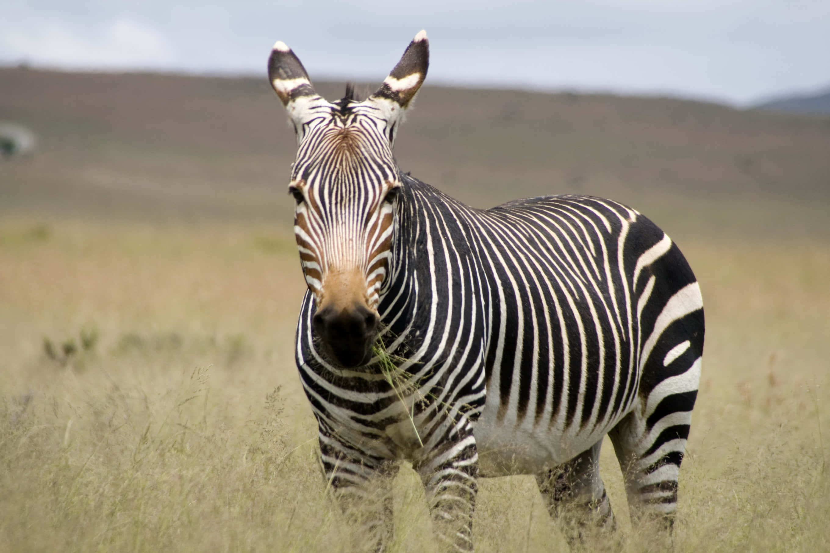 A black and white striped Zebra in profile walking through the sunlit African midlands.