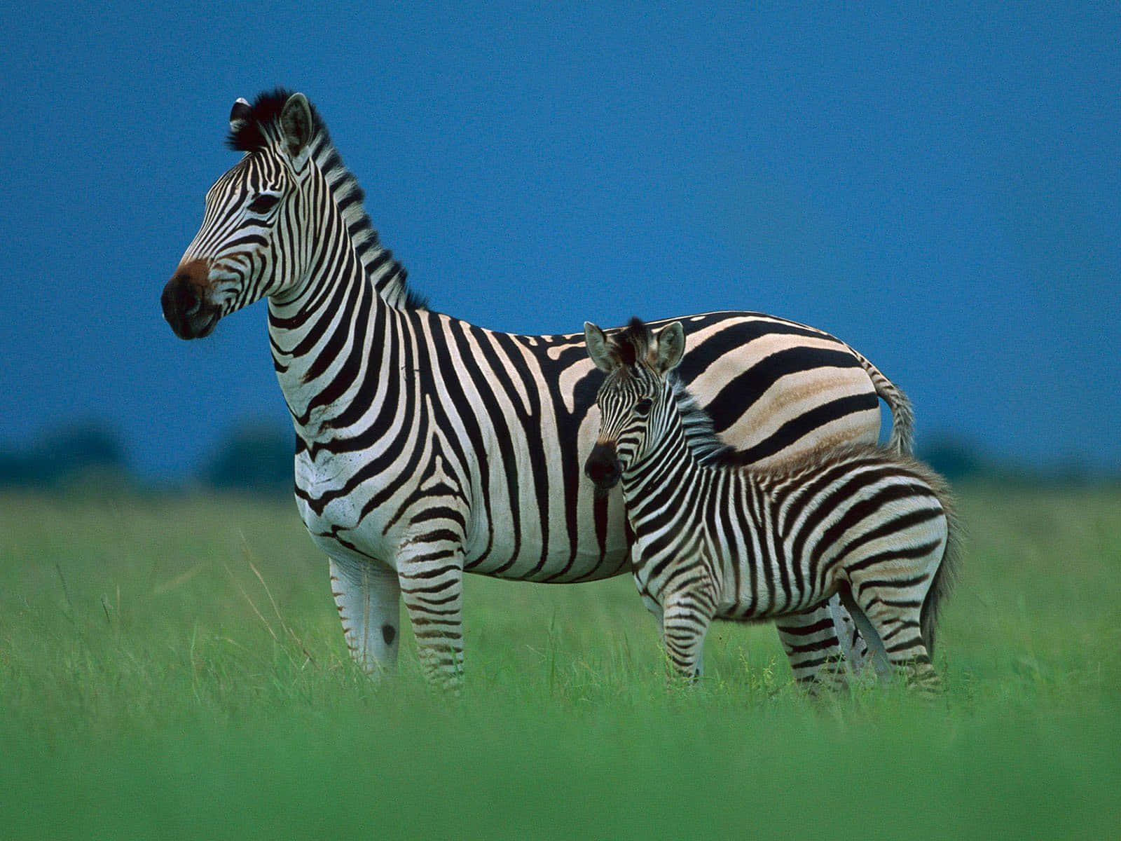 Unastriscia Di Zebra Contrasta Con Uno Sfondo Verde.