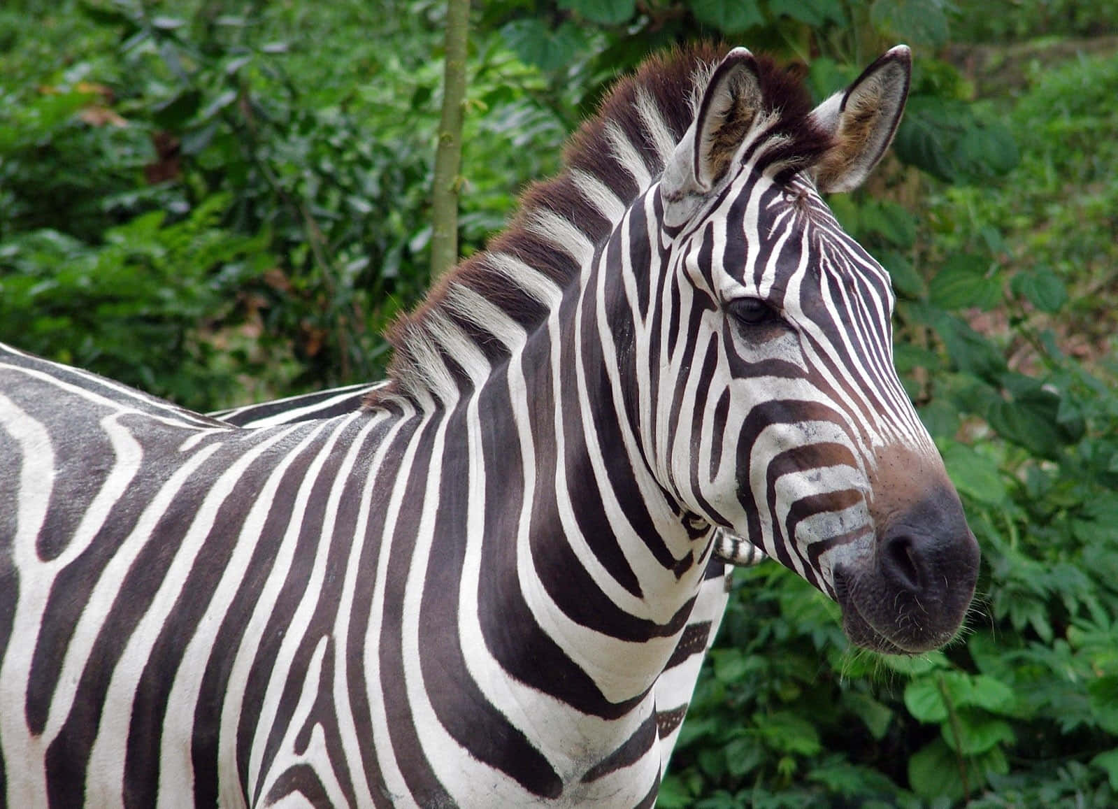 Immaginerighe Audaci, Bellezza Di Una Zebra