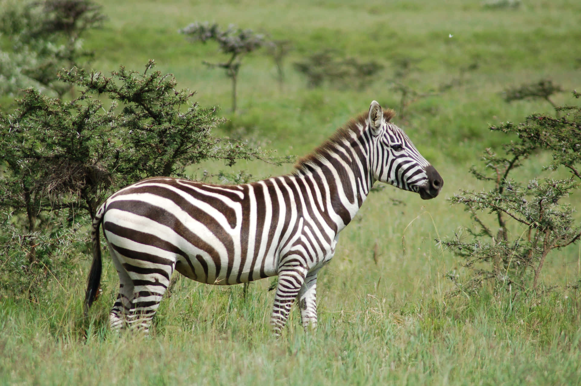 A Zebra stands out against a background of green grass.