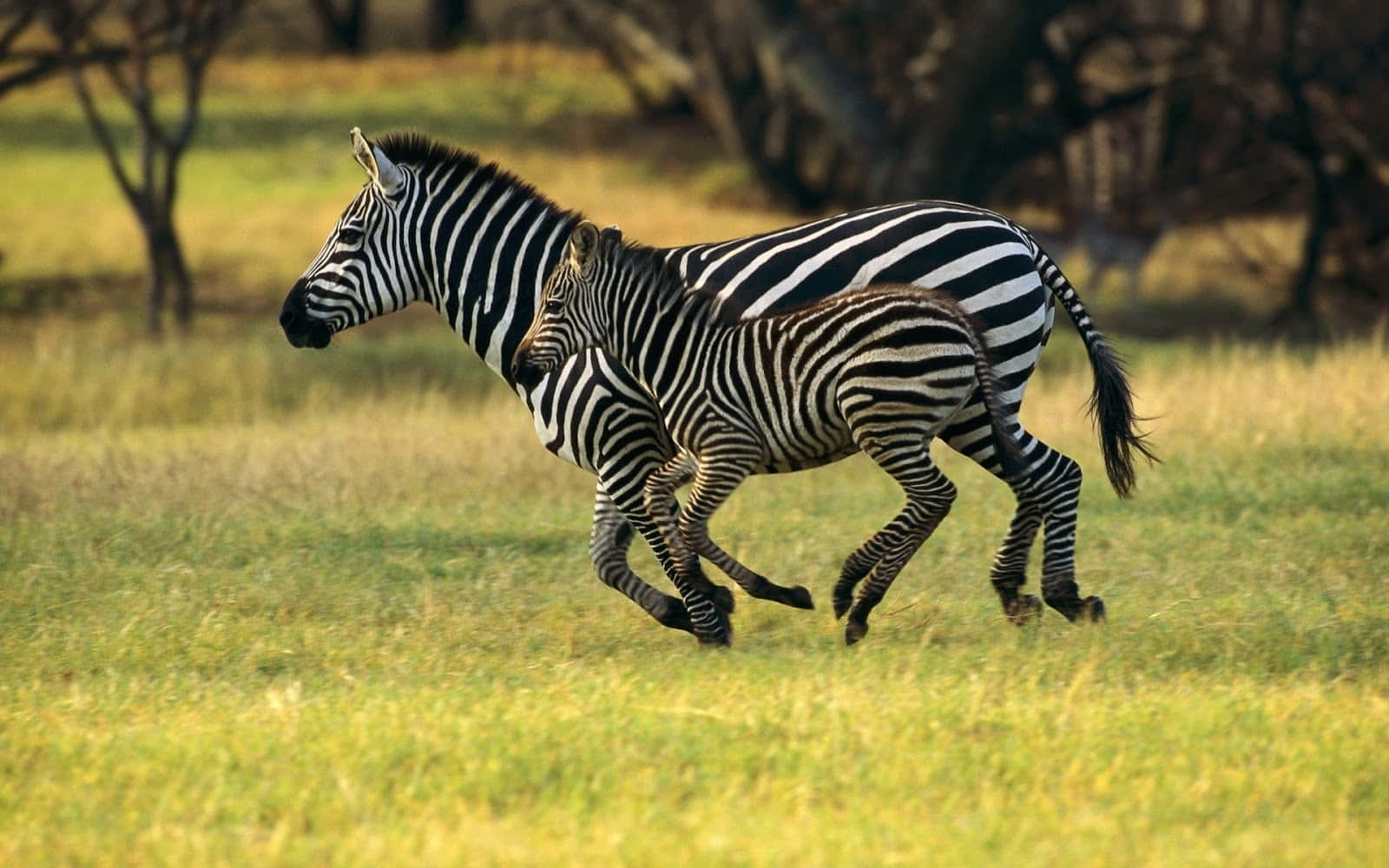 A study of the iconic black and white stripes of the Zebra