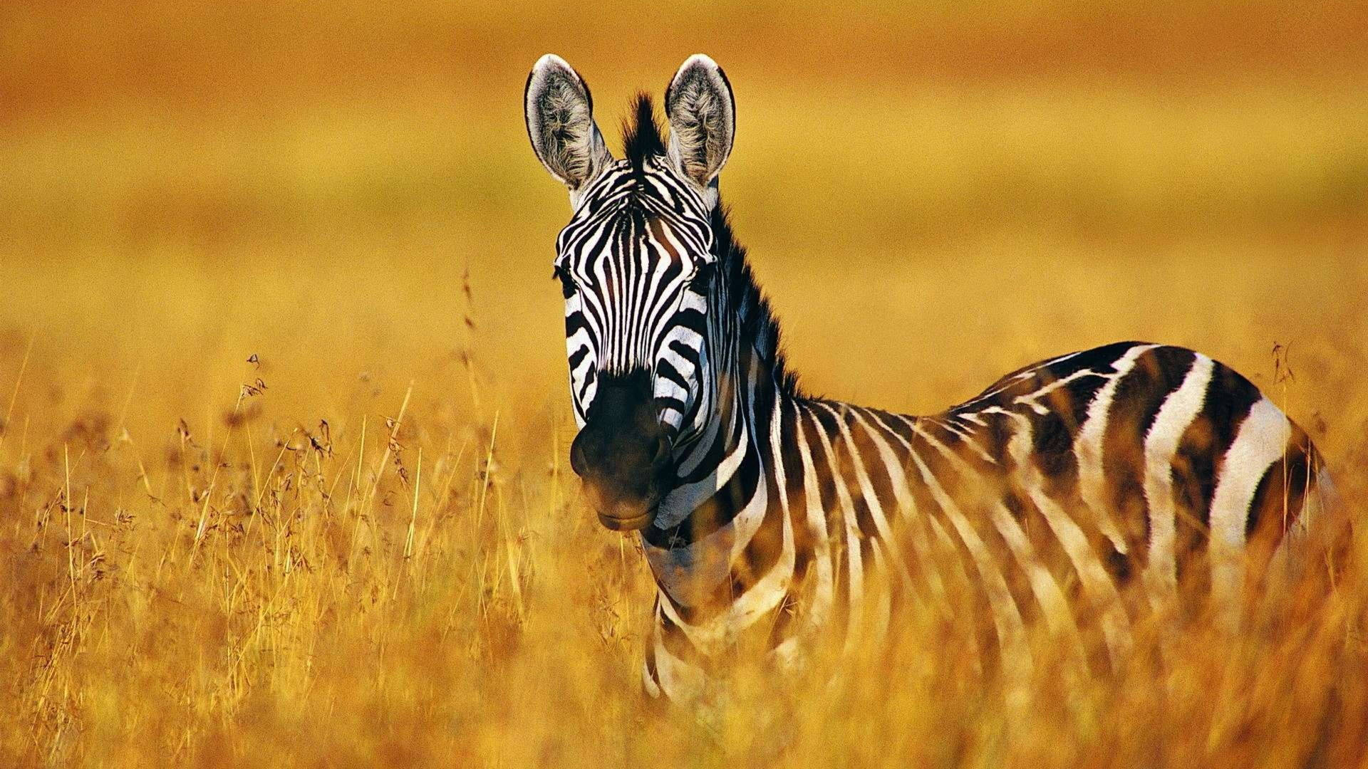 Zebra Behind Dry Grass Wallpaper
