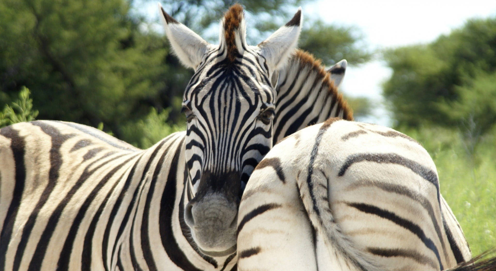 Zebra Butts Background