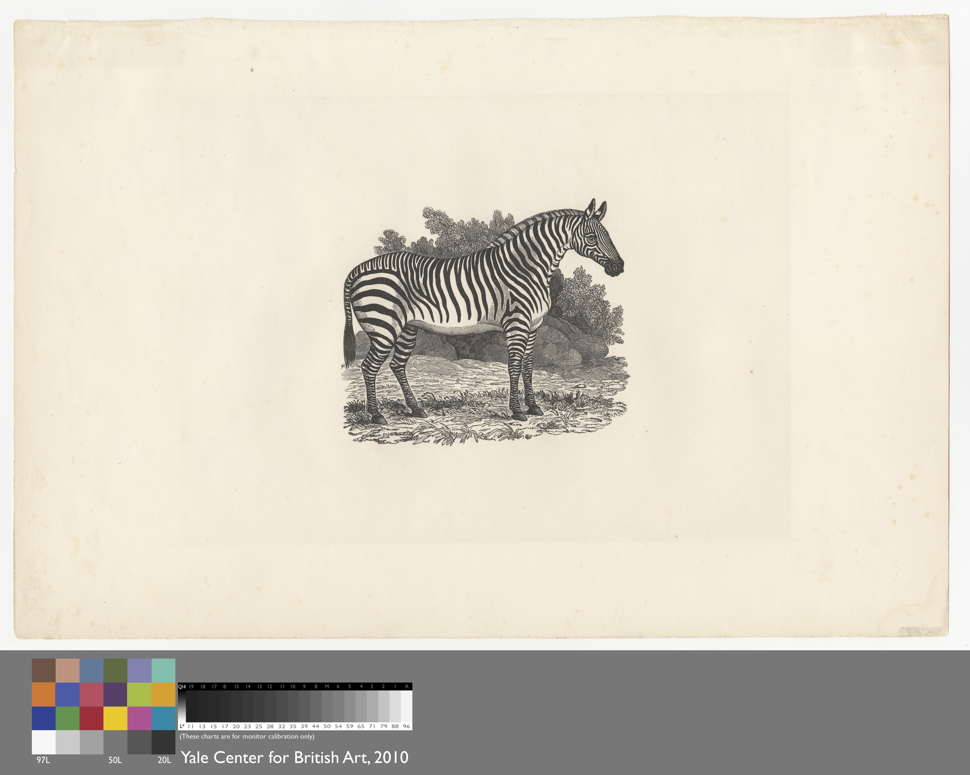 Zebra Wallpaper