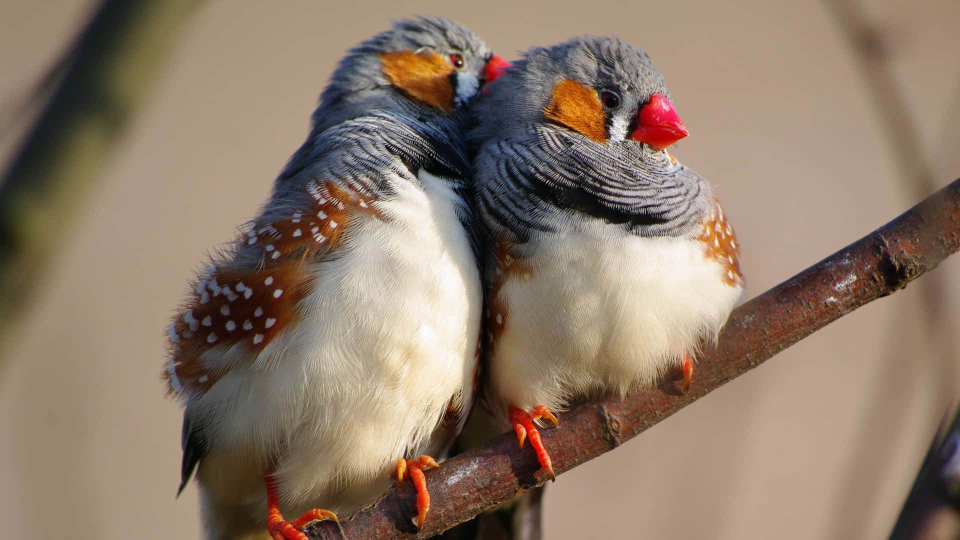 Zebra_ Finches_ Perched_ Together_4 K Wallpaper