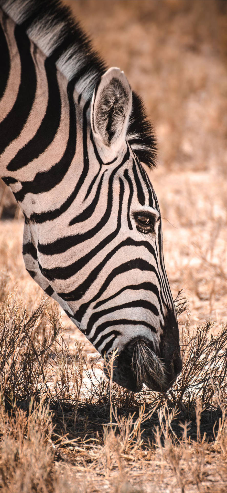 Zebra Grazing Africa Iphone Wallpaper