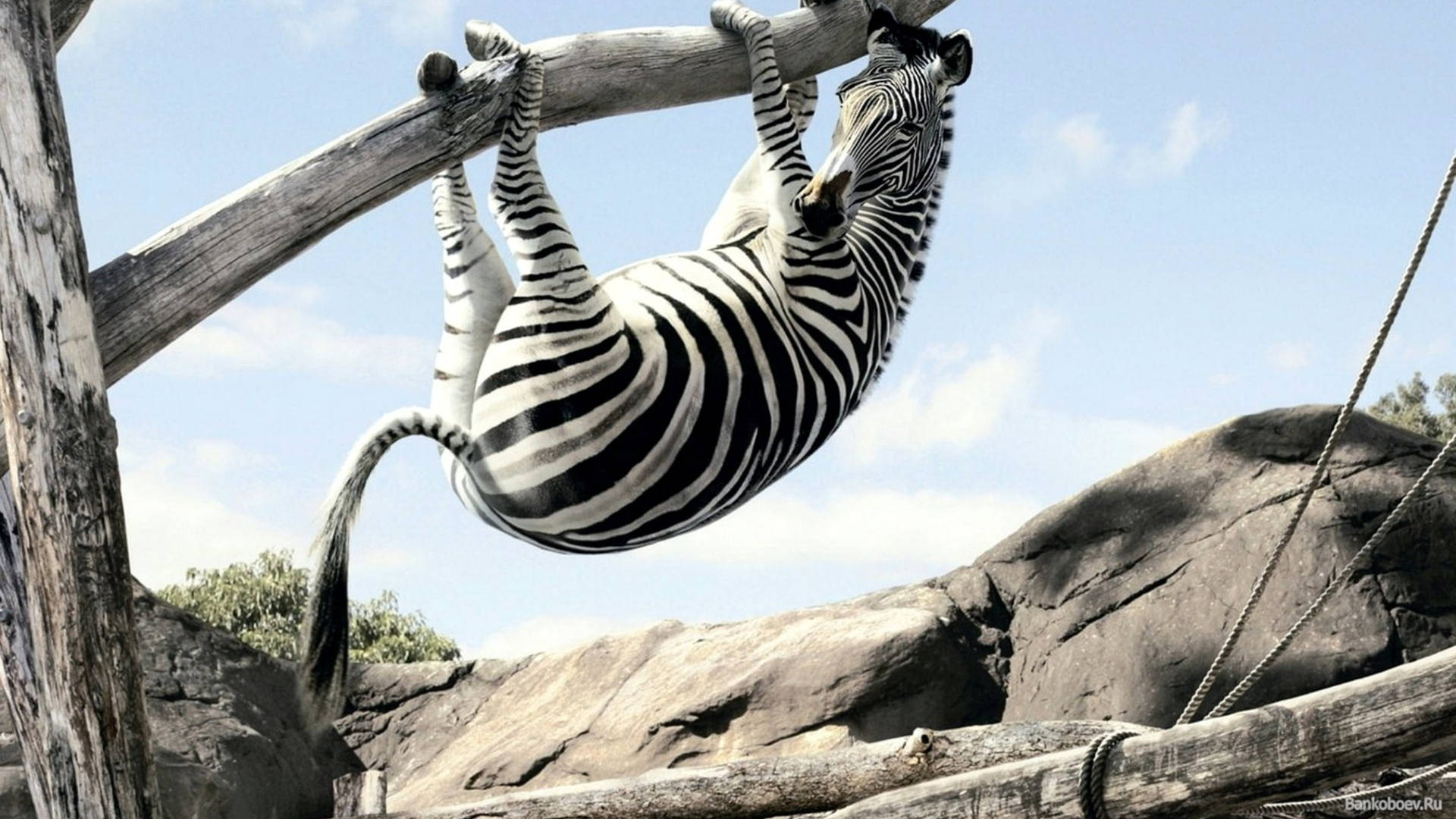 Zebra Hanging On Tree Wallpaper