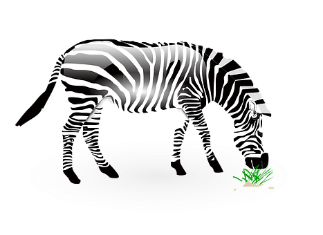 Zebra Illustration Black Background PNG