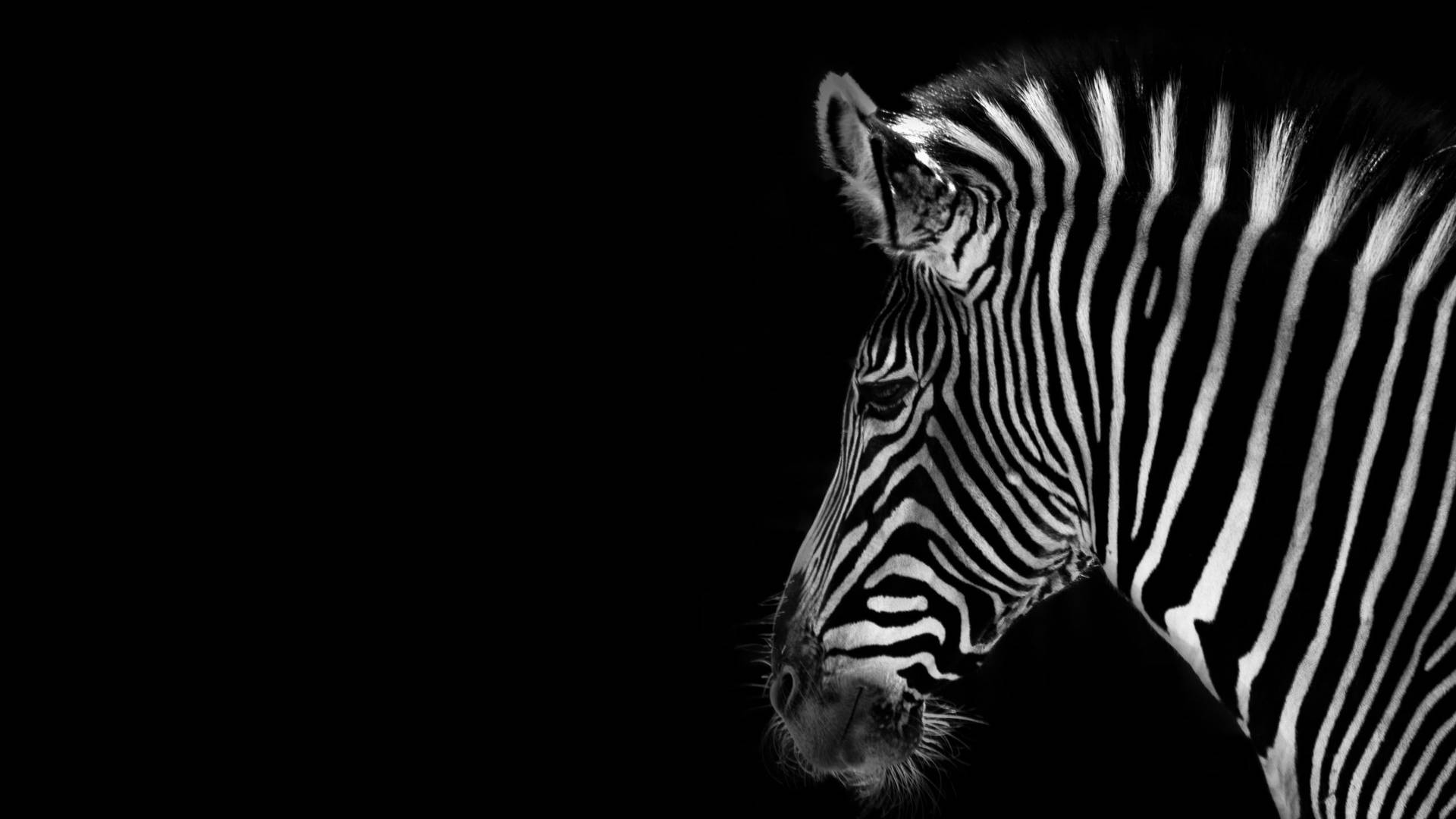 Zebra In Black Background Wallpaper