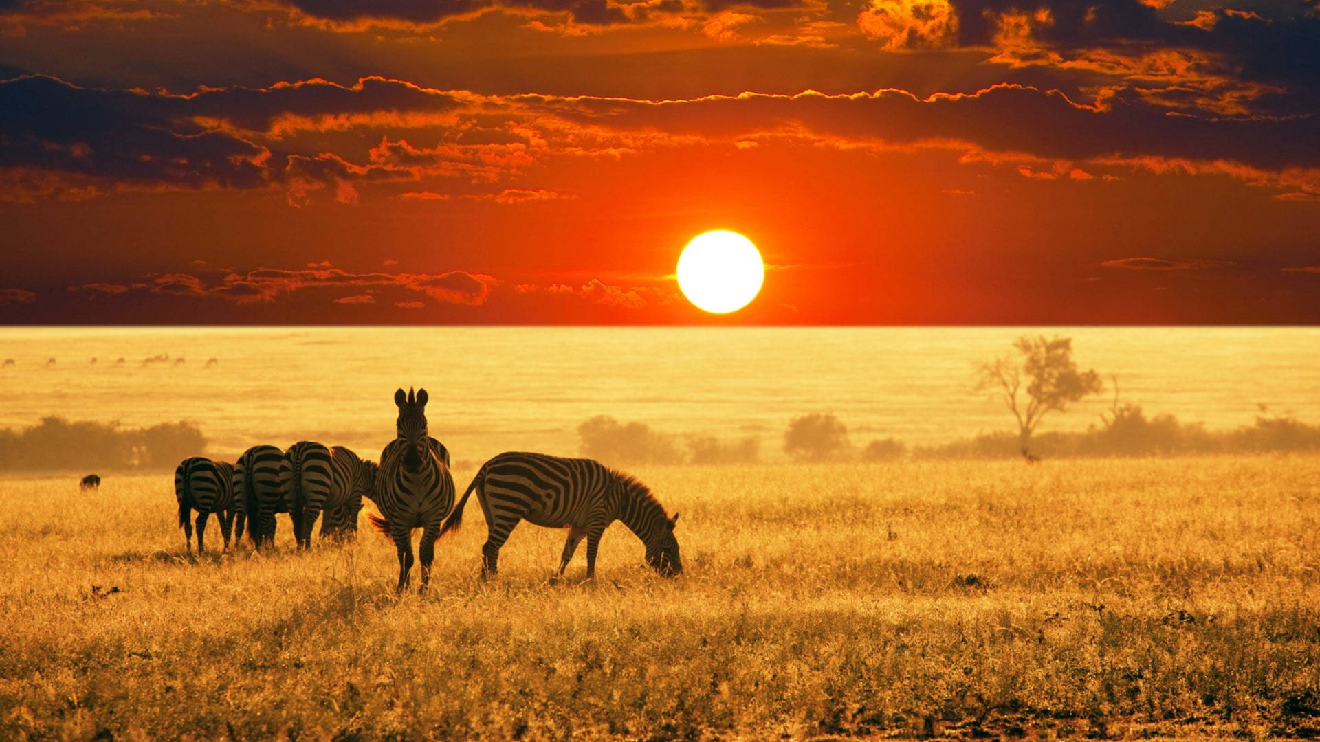 Zebra In Grassland At Sunset Wallpaper