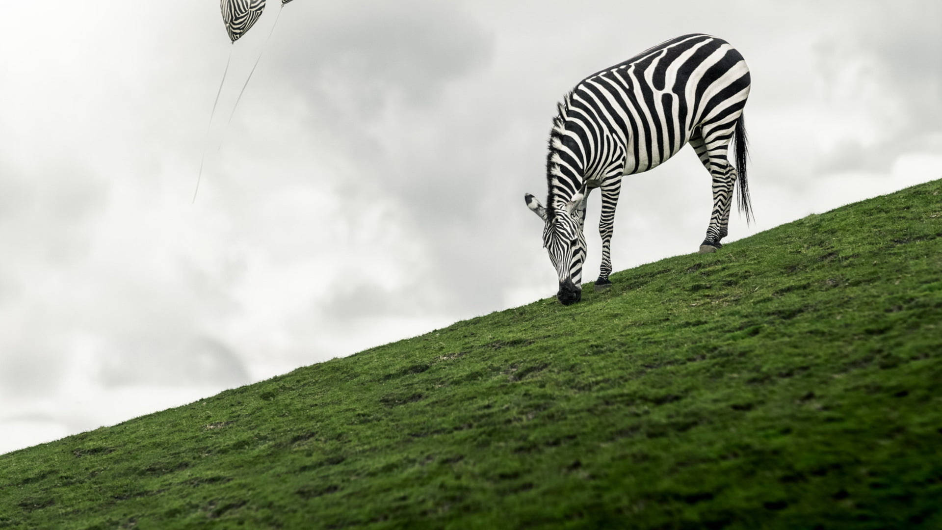 Zebra In Green Field Wallpaper