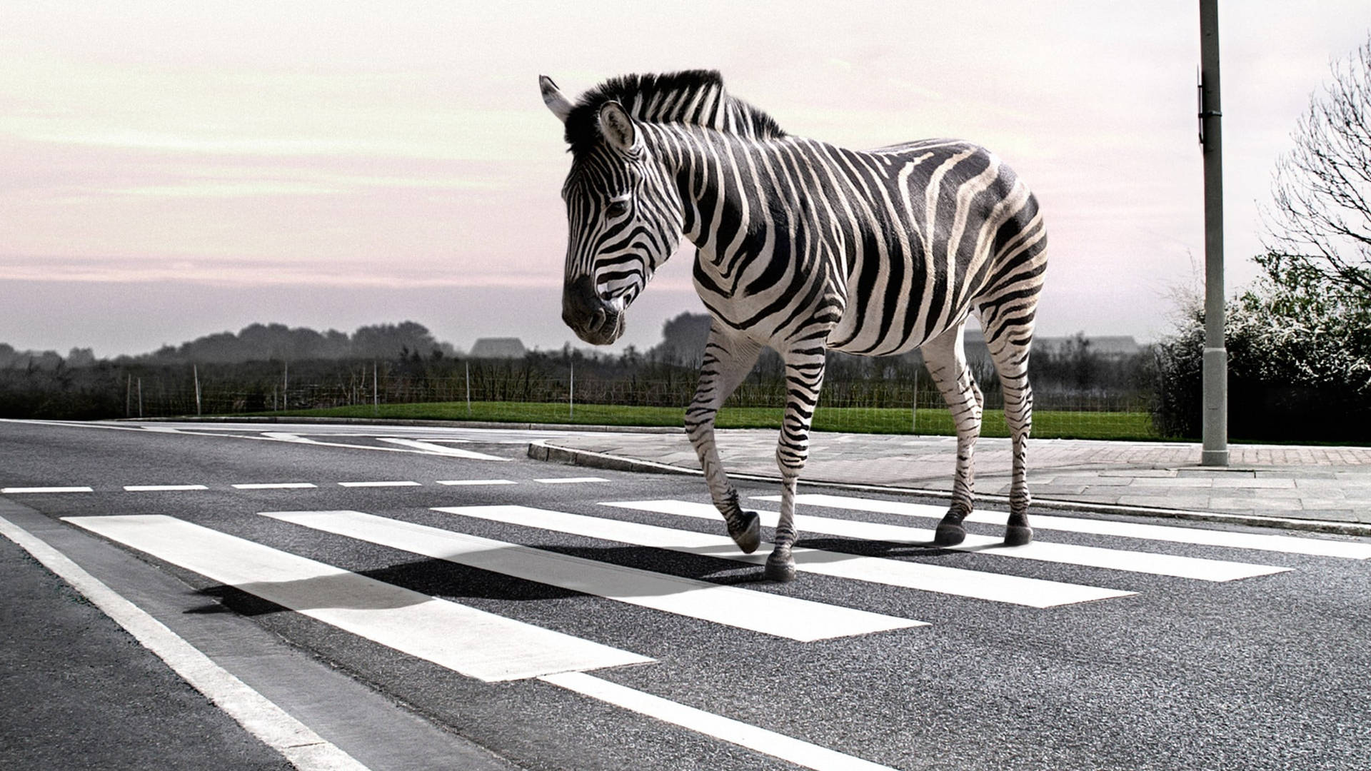 Zebra In Pedestrian Lane Wallpaper