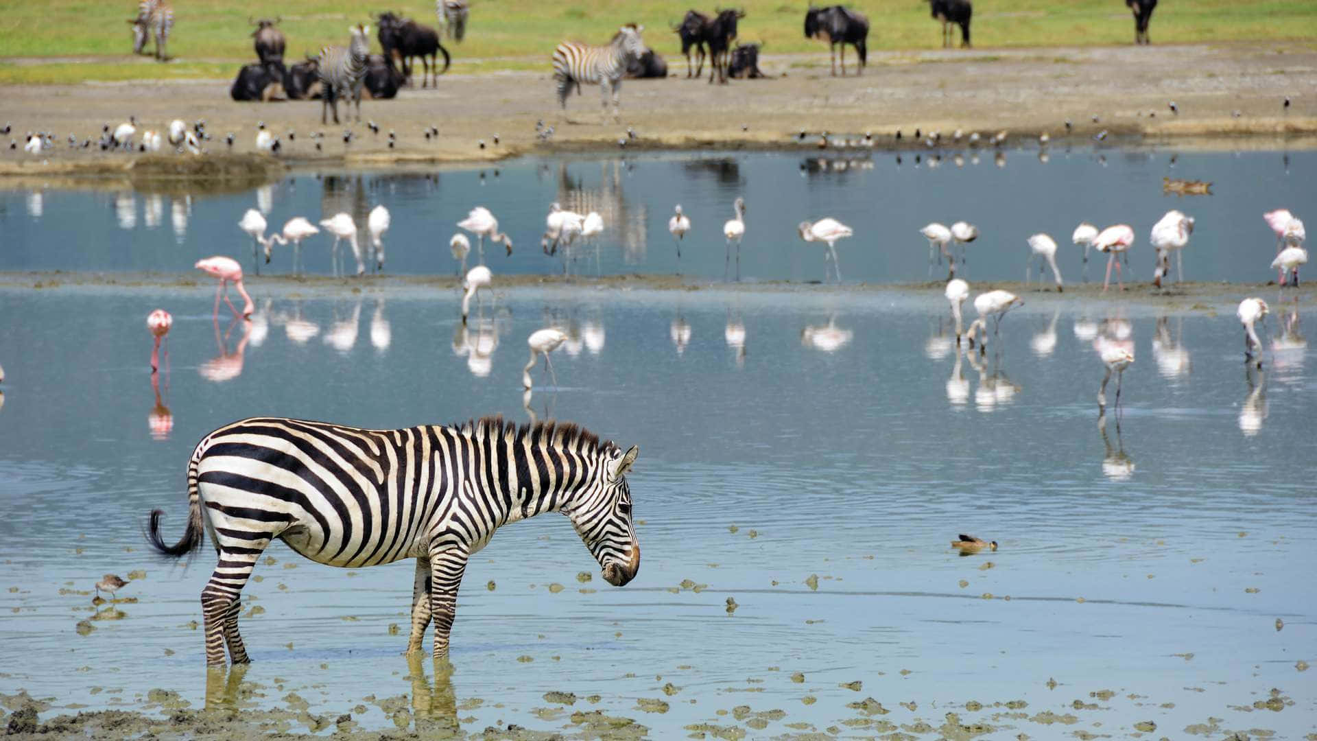 Zebrain Tansania Am Ngorongoro-krater See Magadi Wallpaper