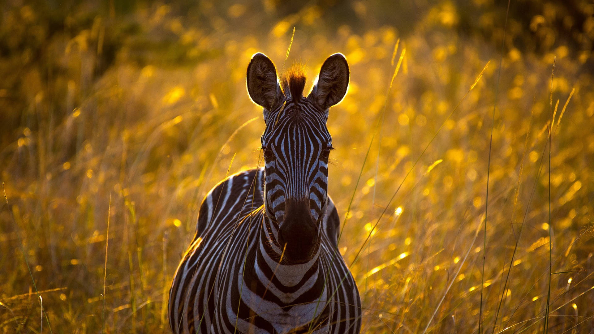 Zebra In Yellow Grassland Wallpaper