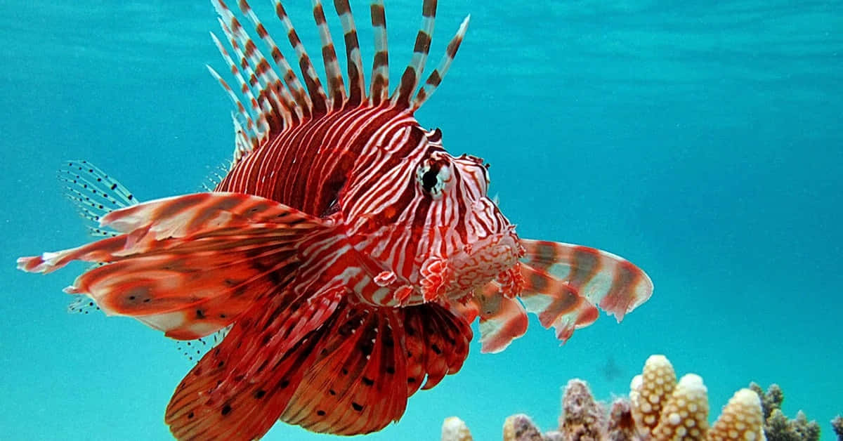Zebra Lionfish Swimming Over Coral Reef Wallpaper