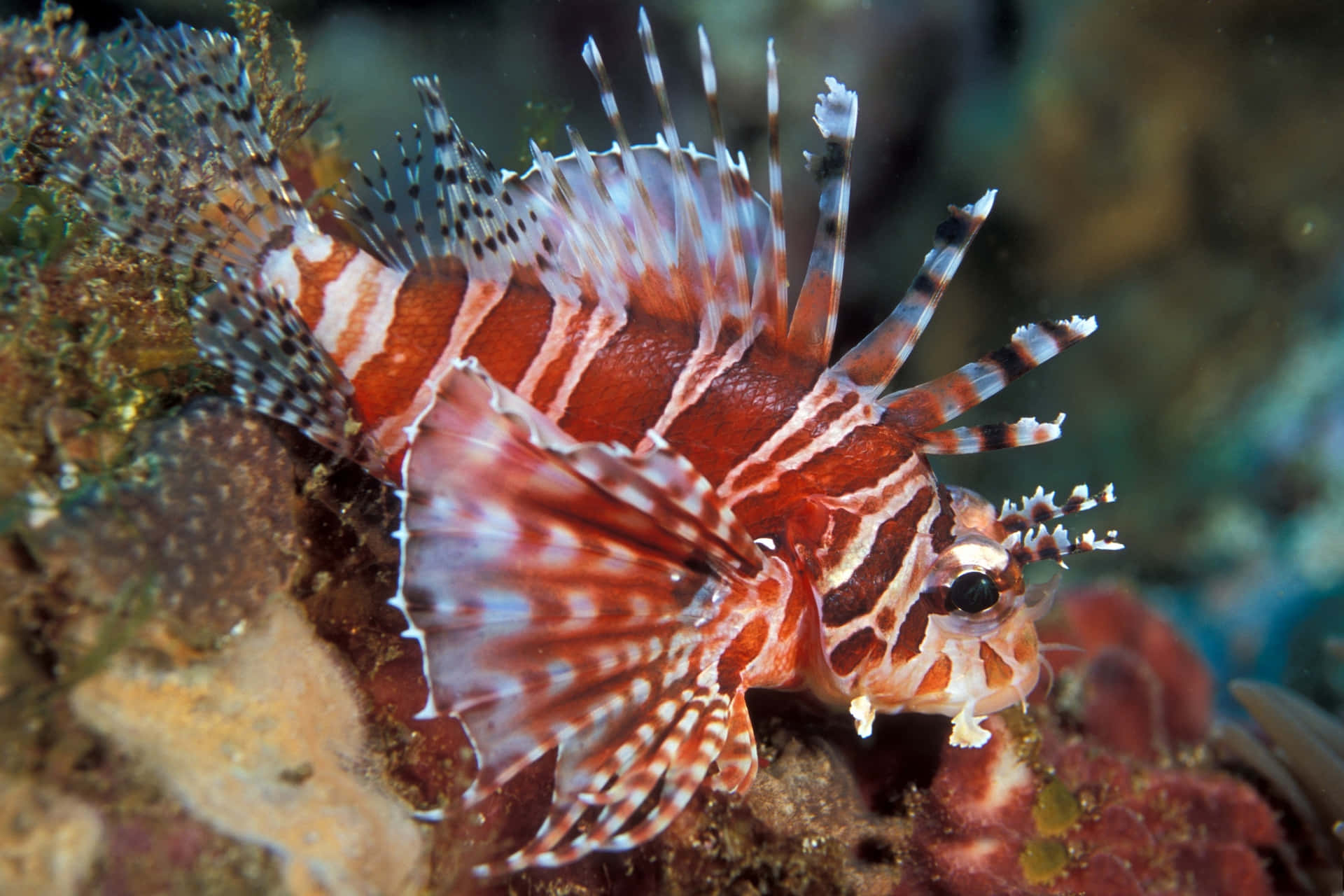 Zebra Lionfish Underwater Beauty Wallpaper