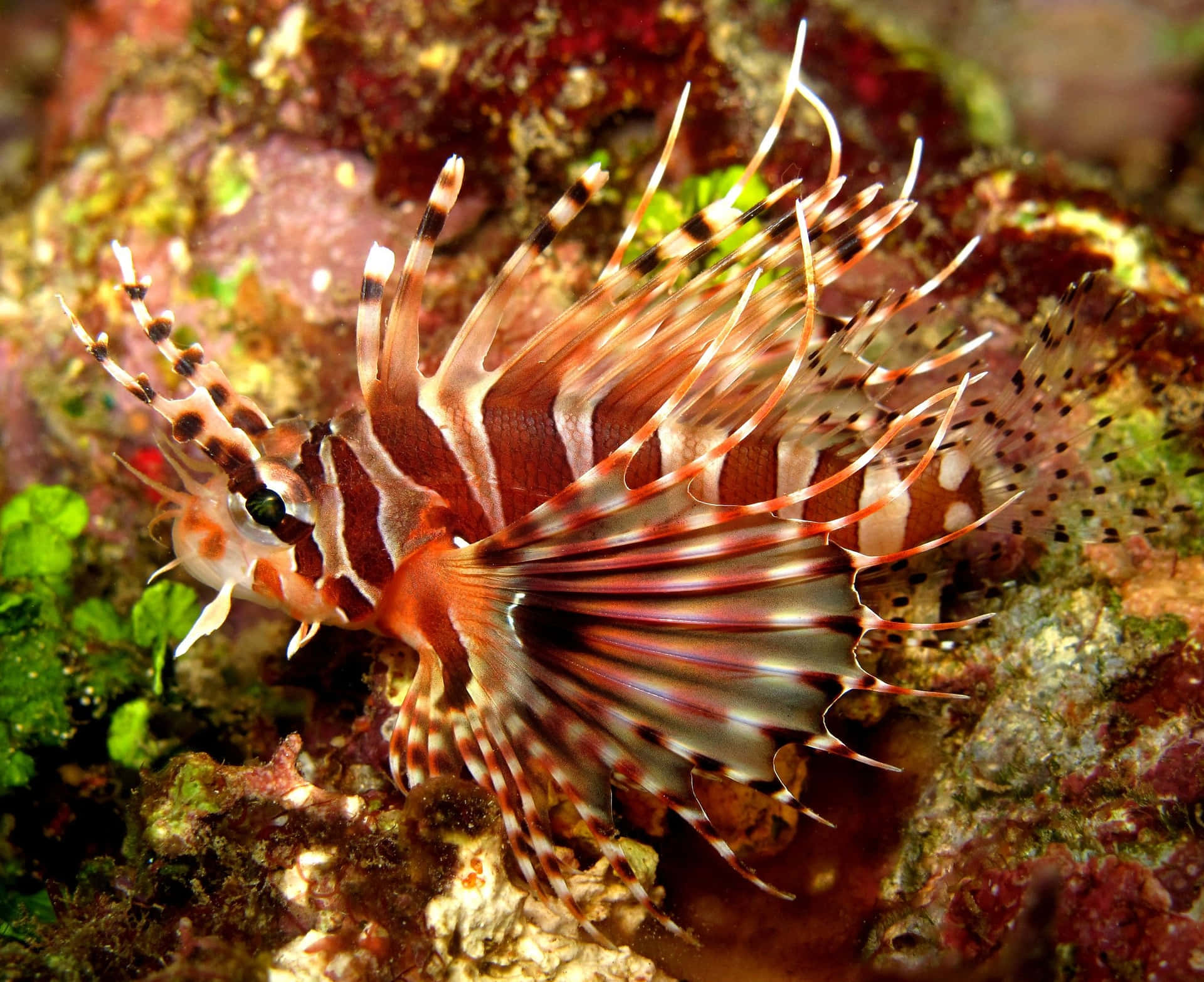 Zebra Lionfish Underwater Beauty Wallpaper