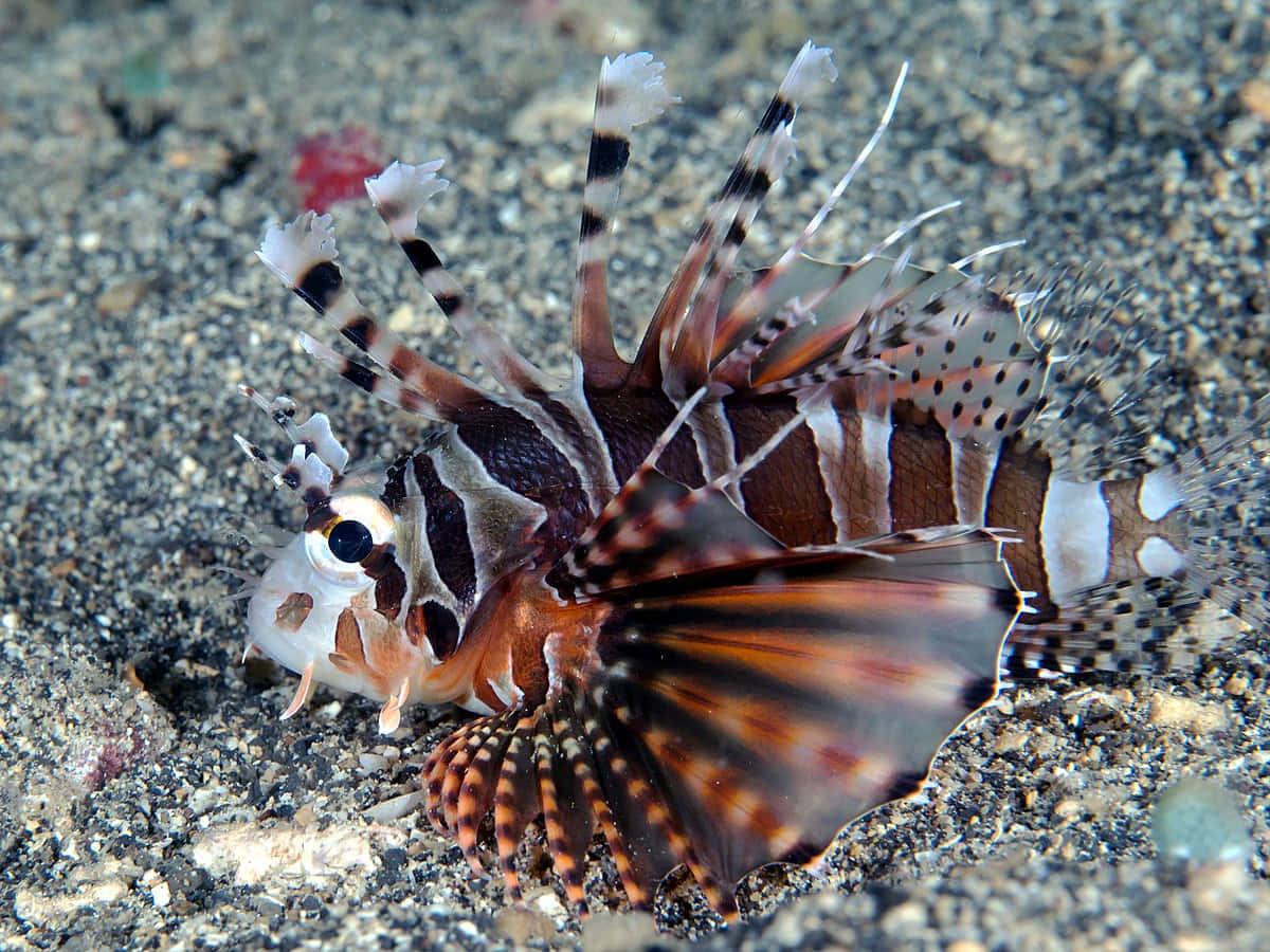 Zebra Lionfish Underwater Camouflage Wallpaper