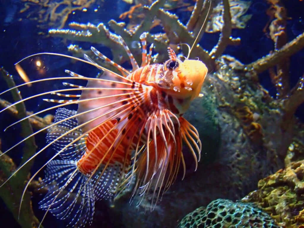 Zebra Lionfish Underwater Display Wallpaper