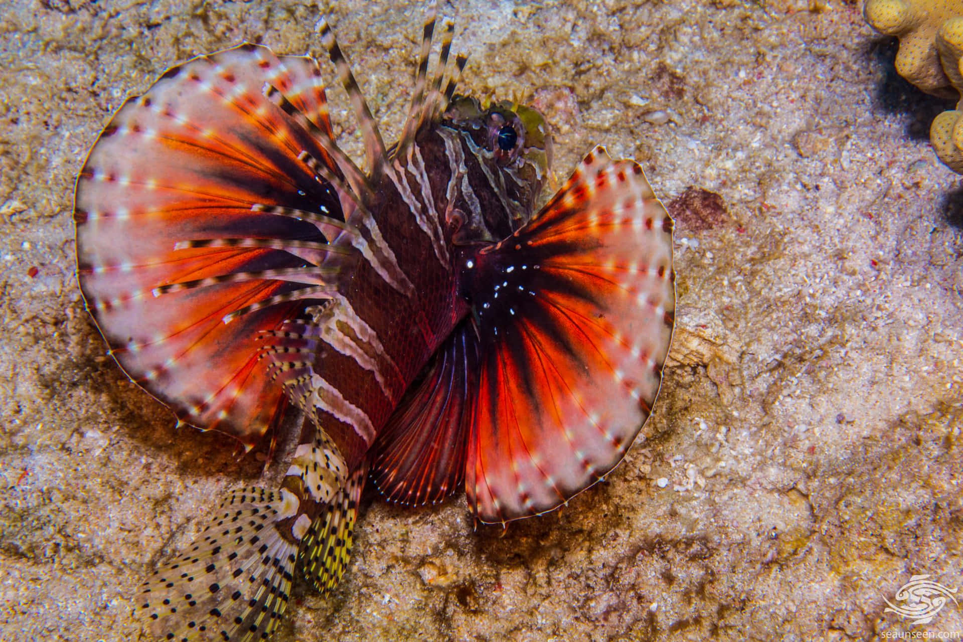 Zebra Lionfish Underwater Display Wallpaper