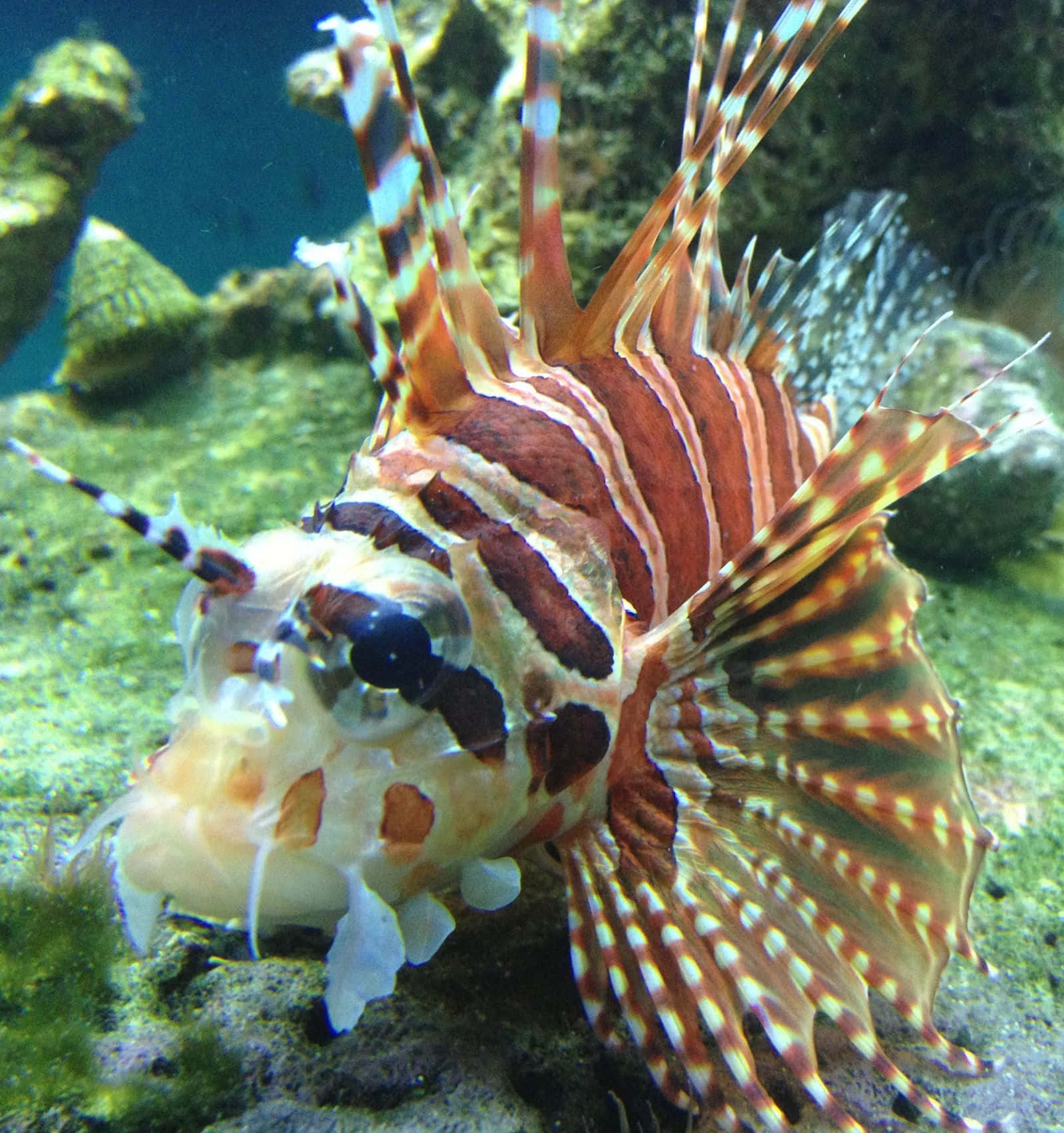 Zebra Lionfish Underwater Display Wallpaper