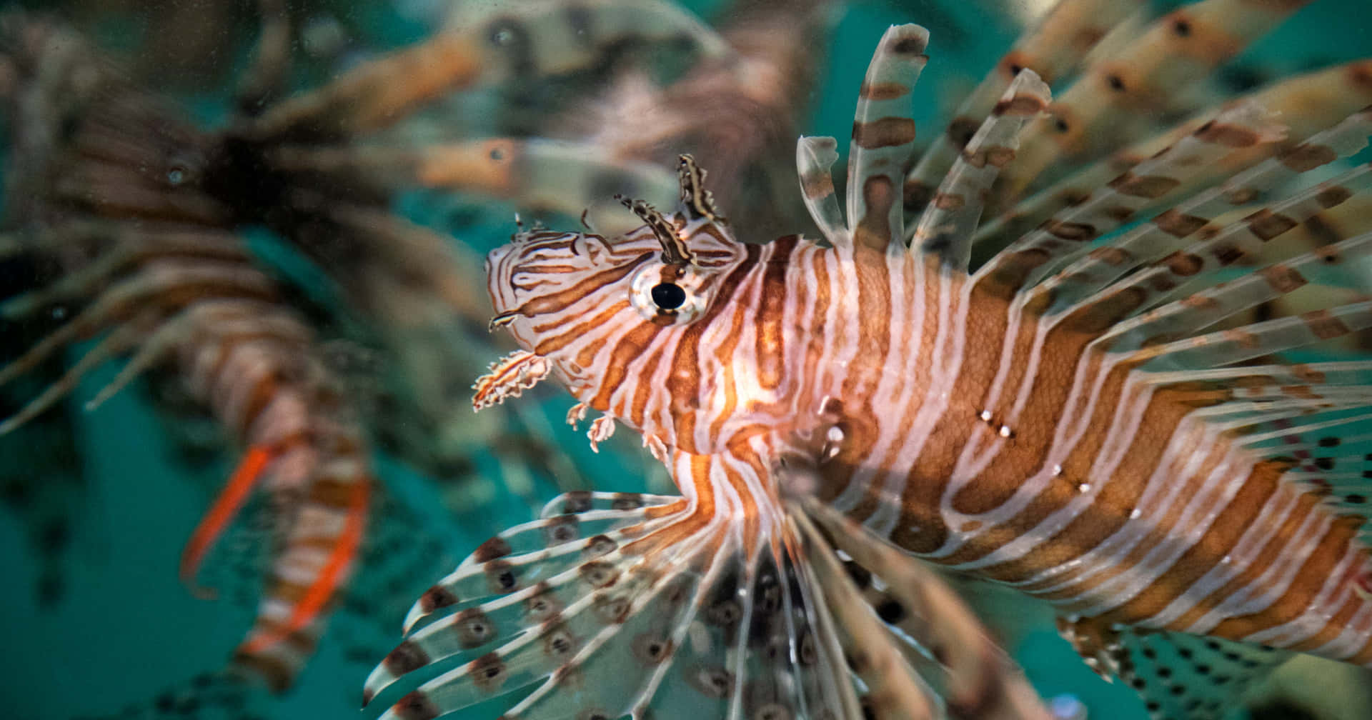 Zebra Lionfish Underwater Display Wallpaper