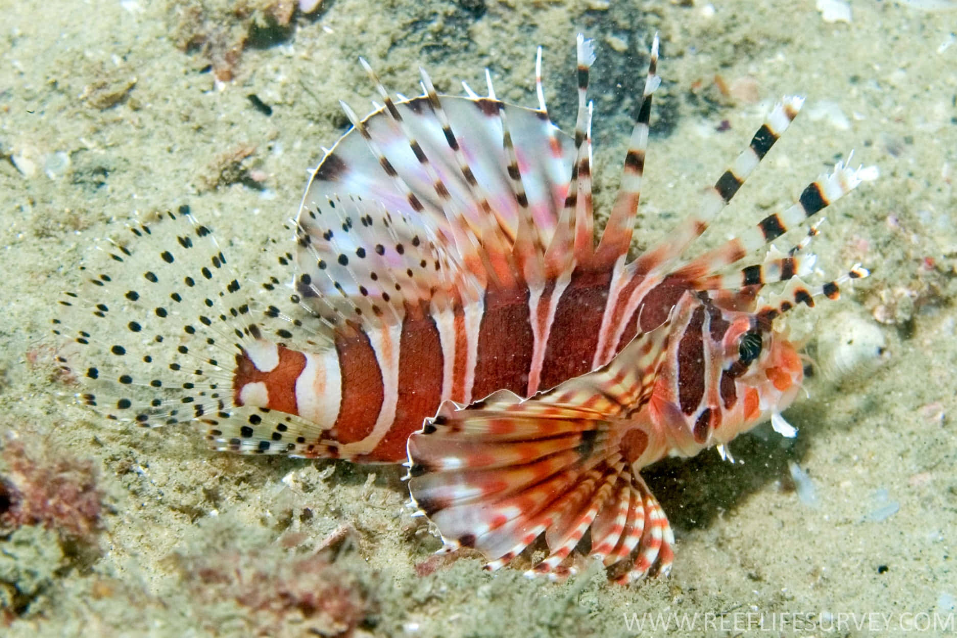 Zebra Lionfish Underwater Photography Wallpaper