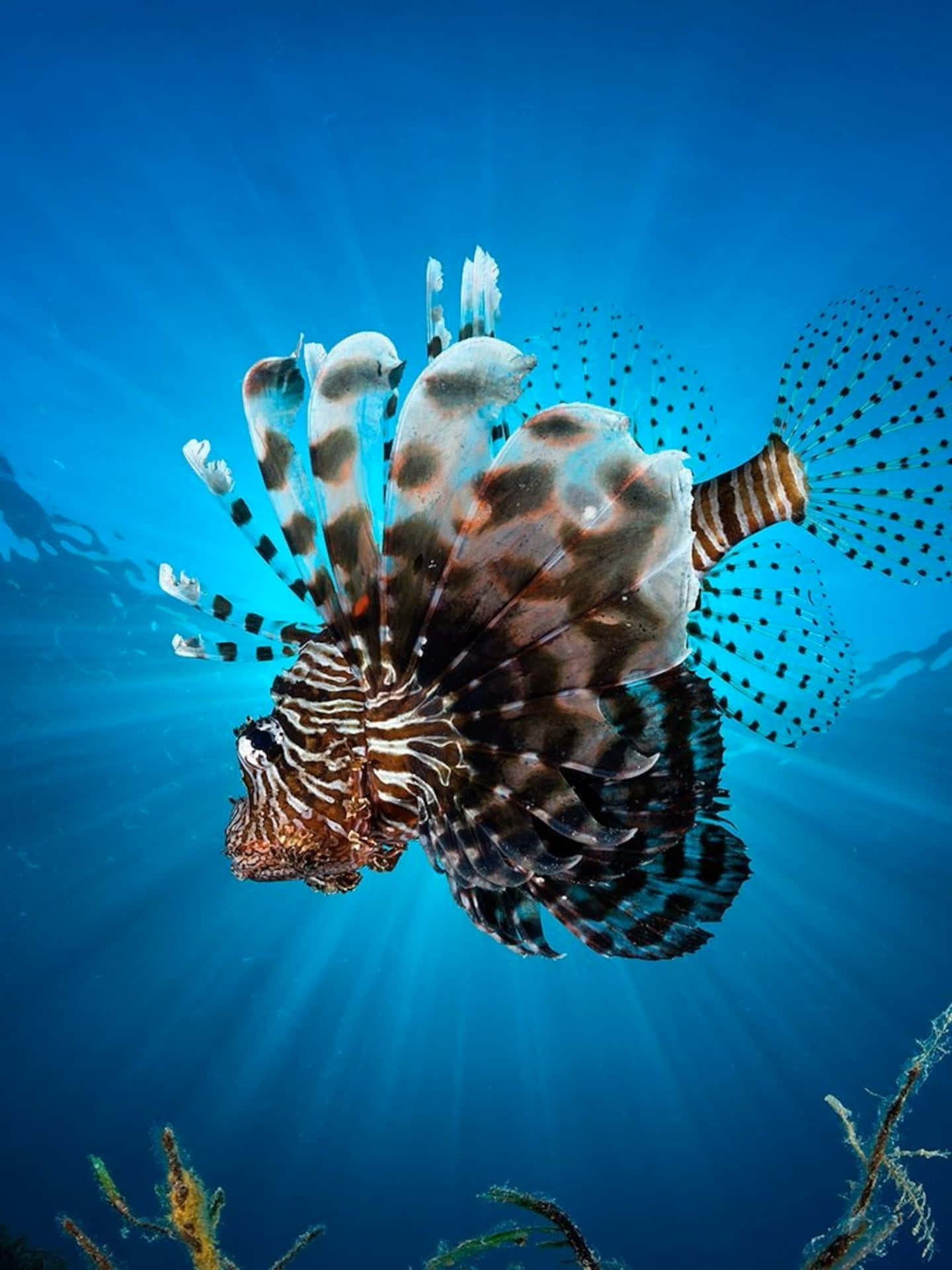 Zebra Lionfish Underwater Splendor.jpg Wallpaper