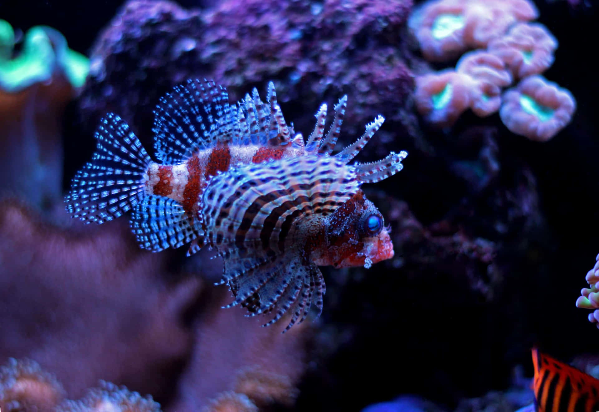 Zebra Lionfishin Aquarium Wallpaper