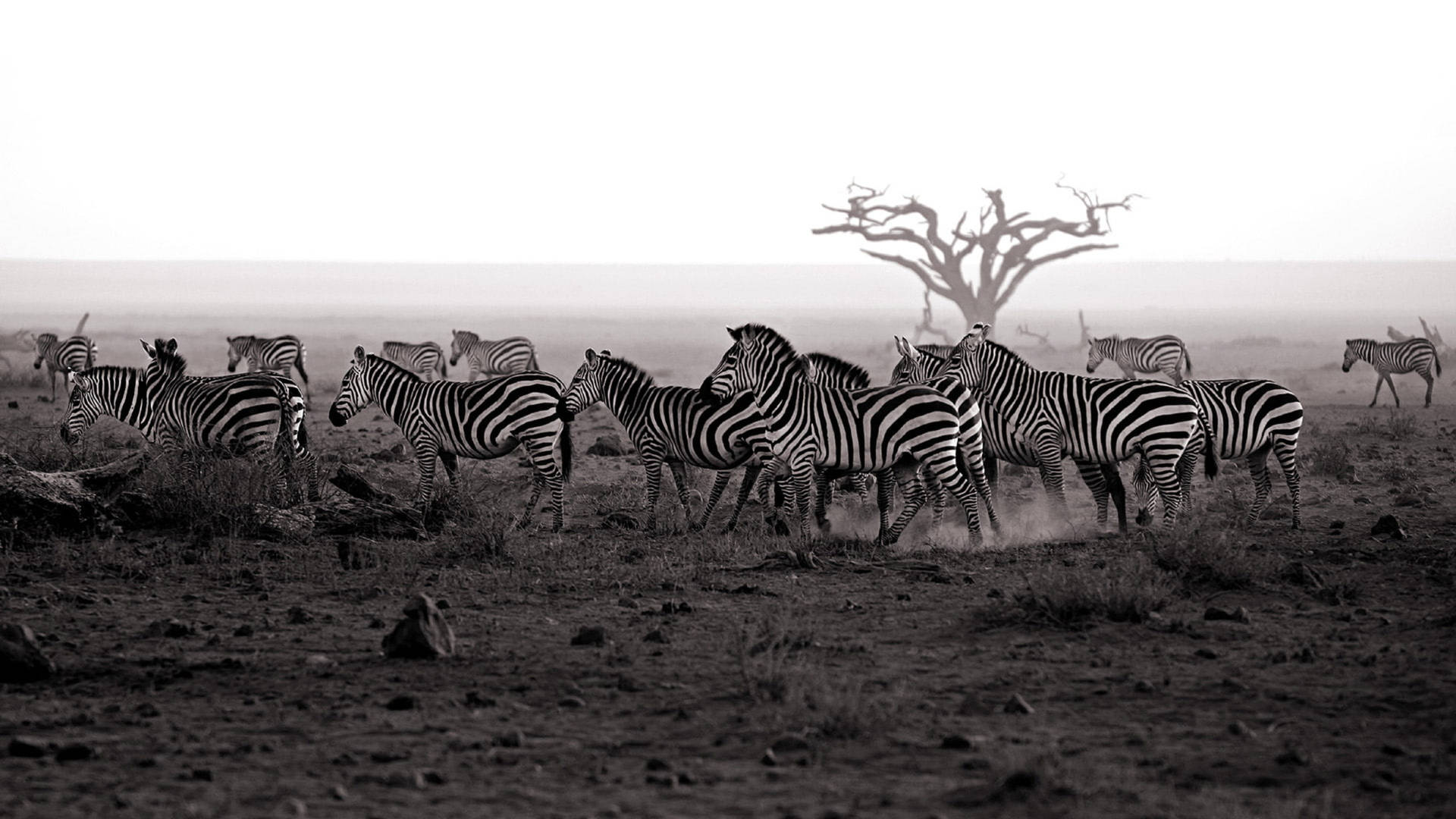 Zebra Pack In Dry Land Wallpaper