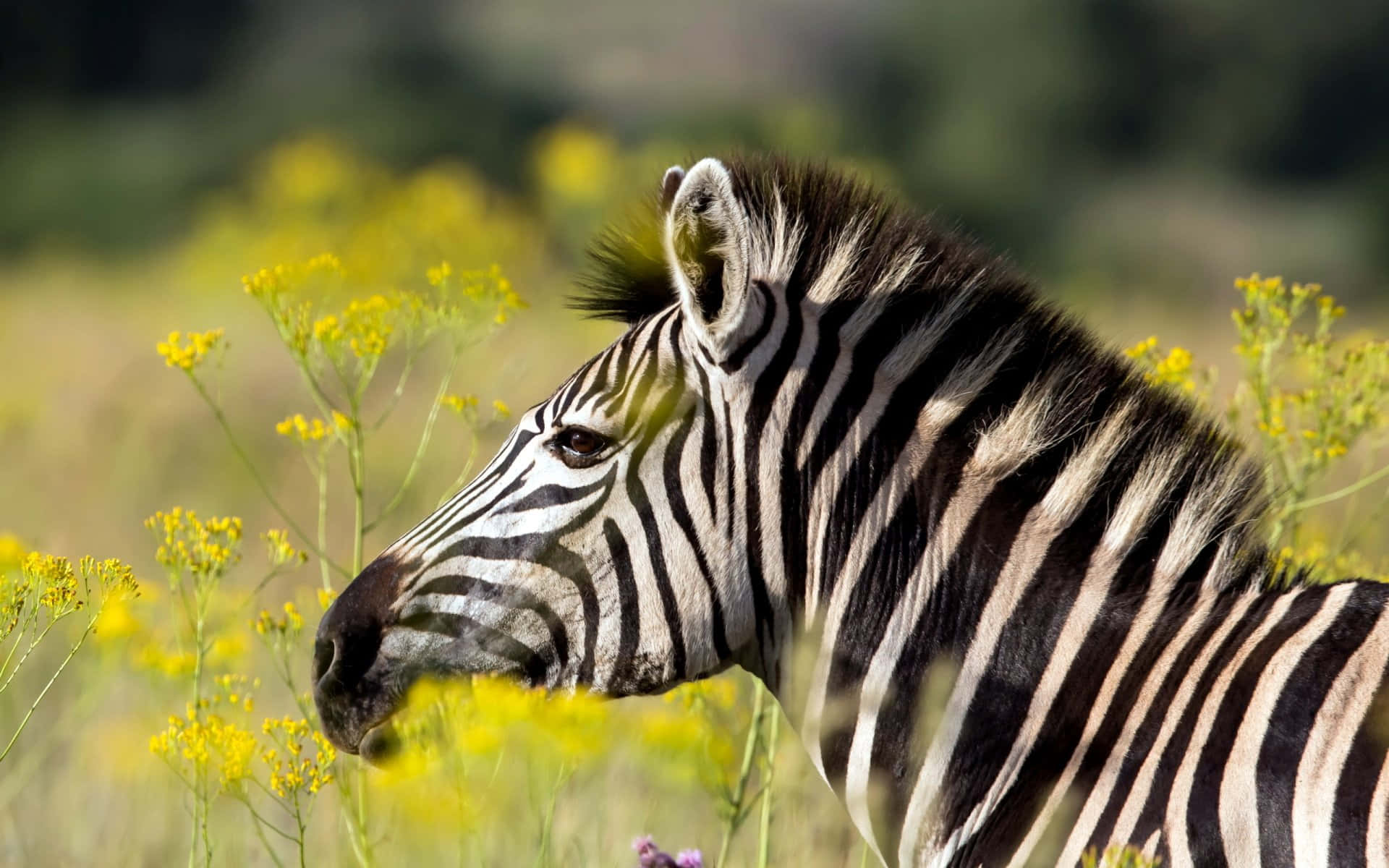 A zebra in a grassy field