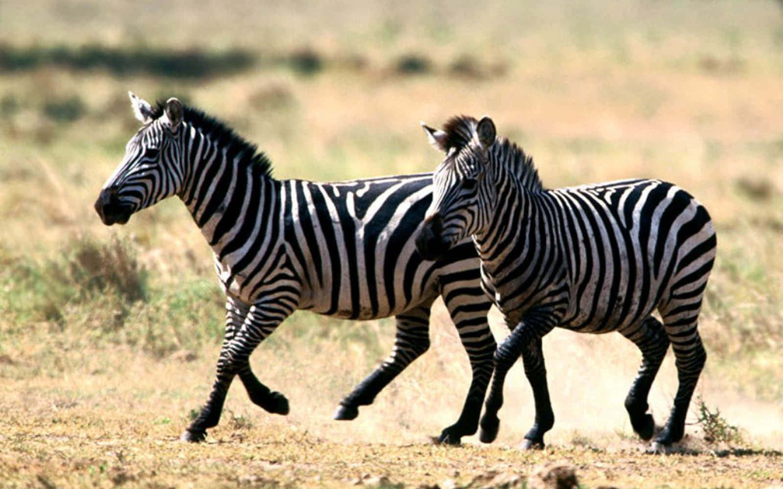 Two zebra standing in an African field