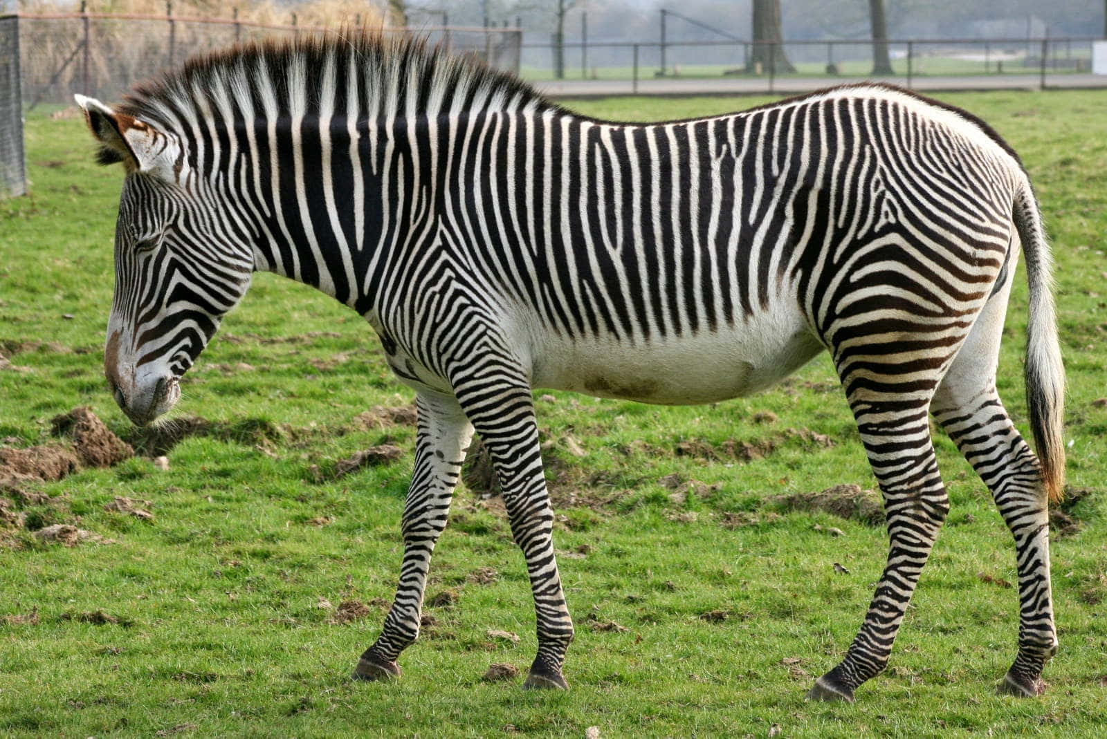 A Zebra In A Field
