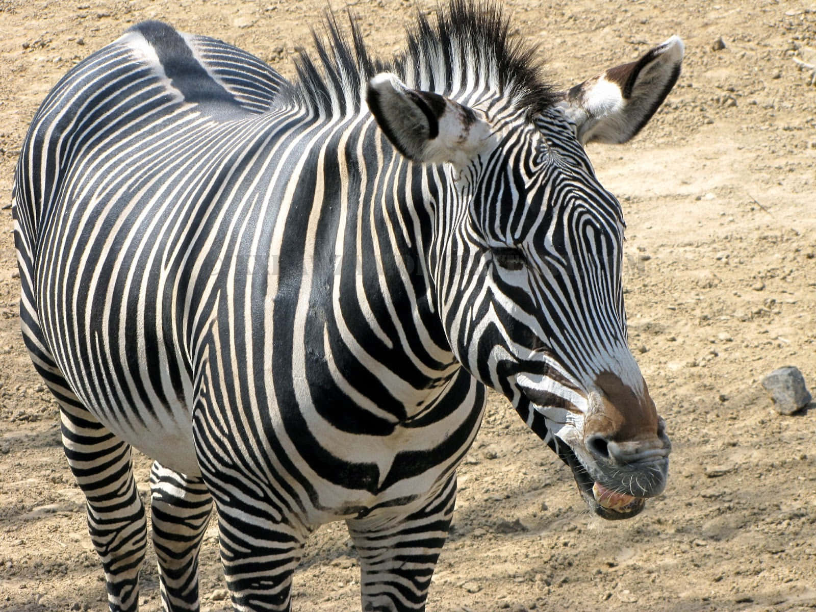 Enstolt Zebra Som Njuter Av Den Afrikanska Savannen.
