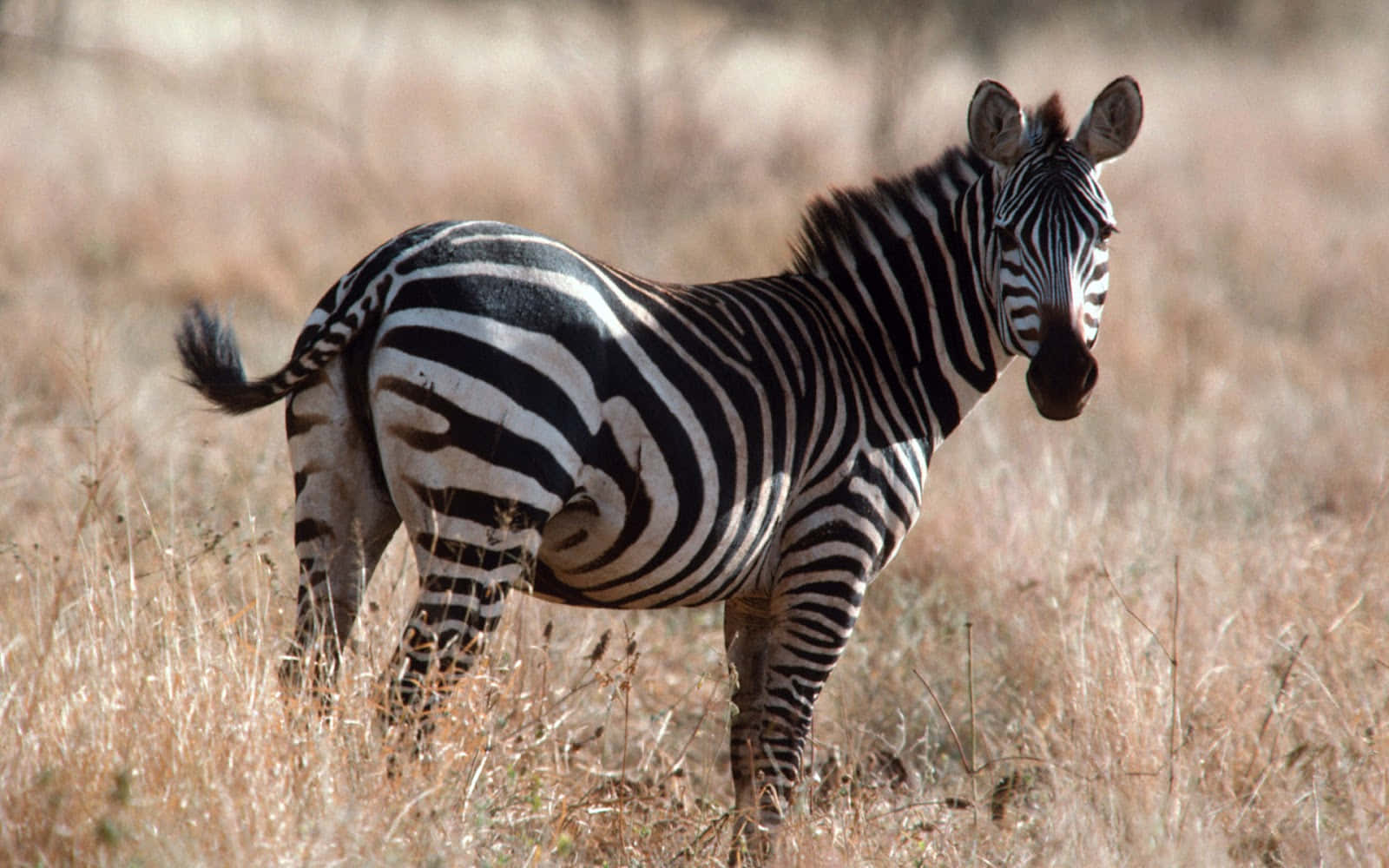 A Closeup of a Grassy Plains Zebra