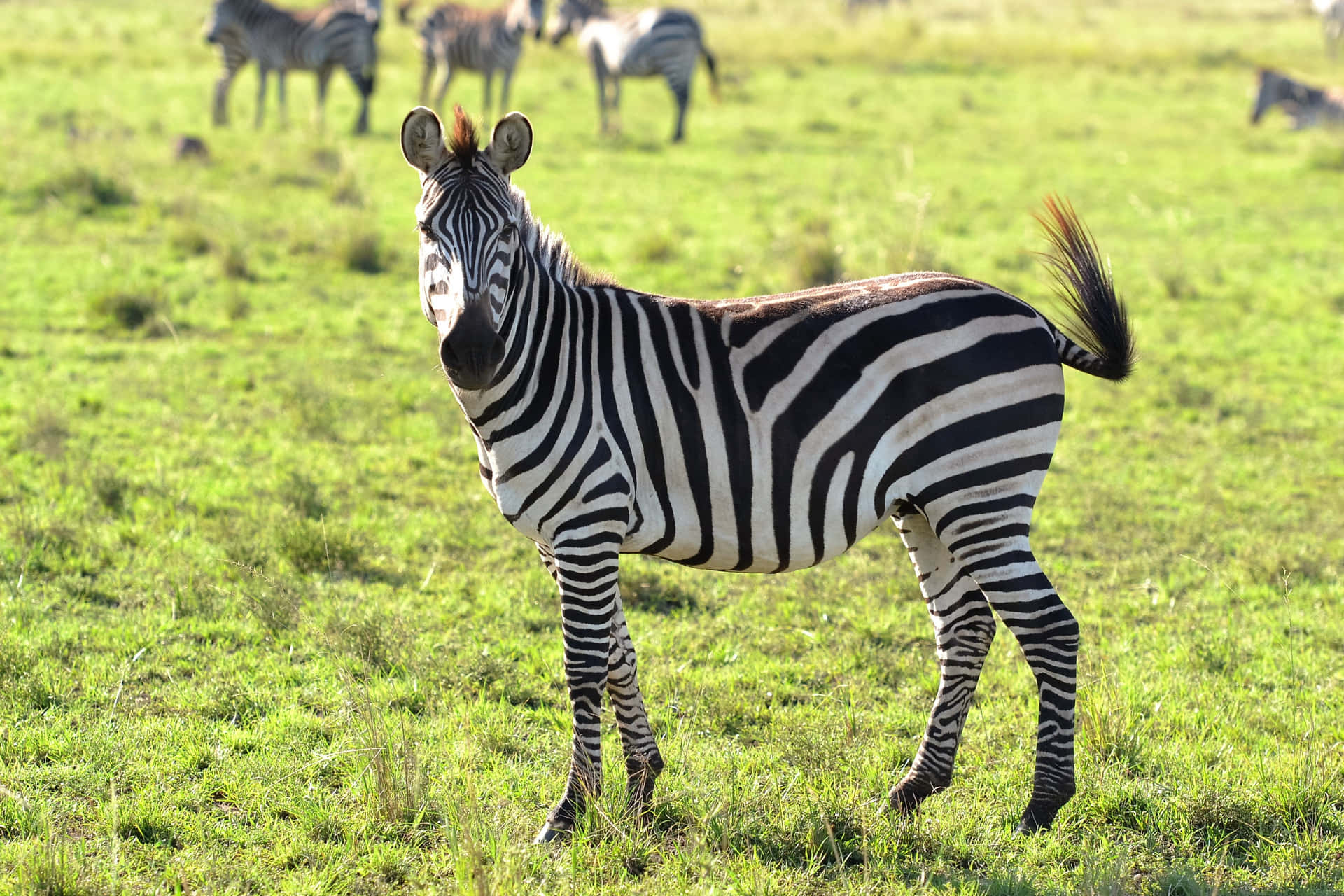 A Black and White Equine: Zebra Strips