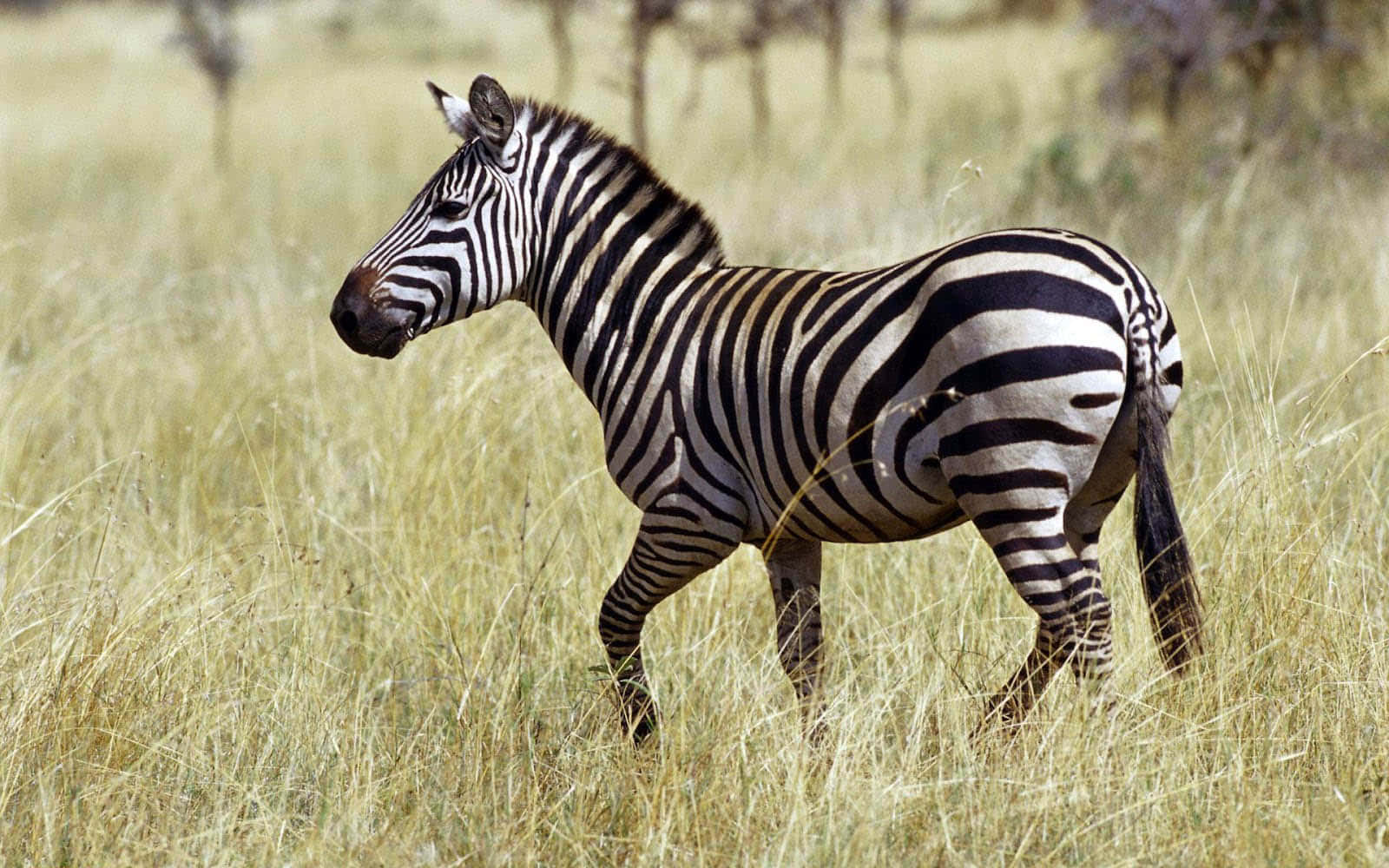 A Black and White Striped Zebra