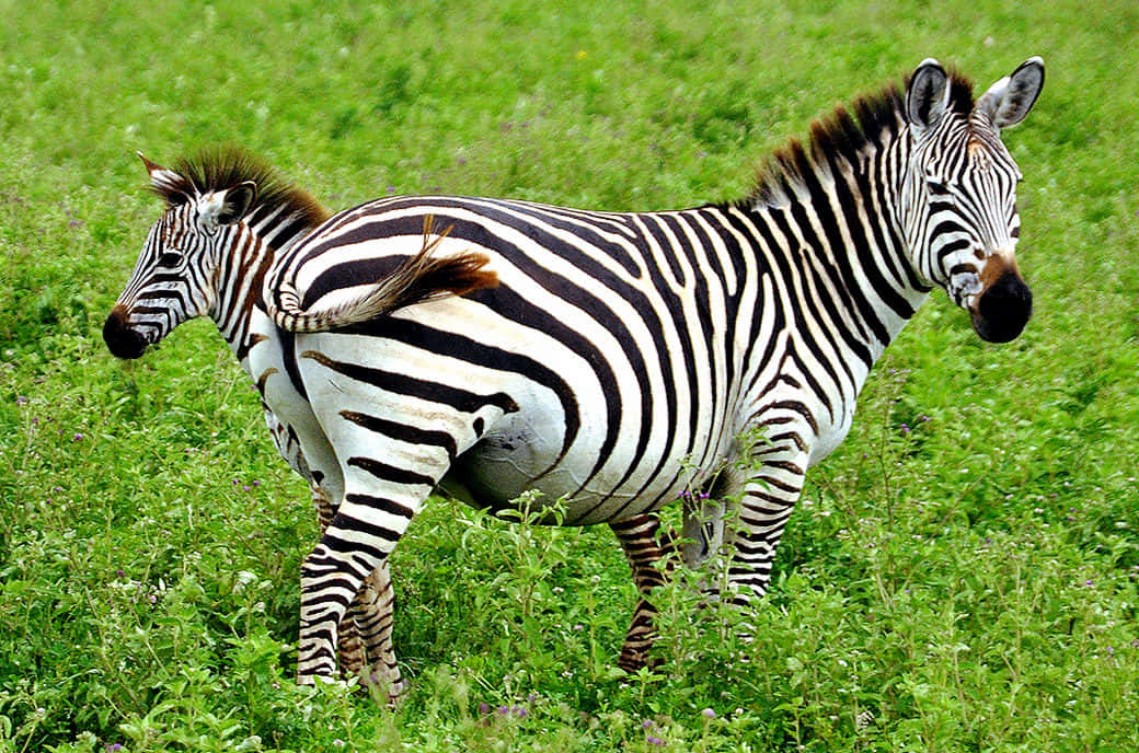 A wild zebra in its natural habitat