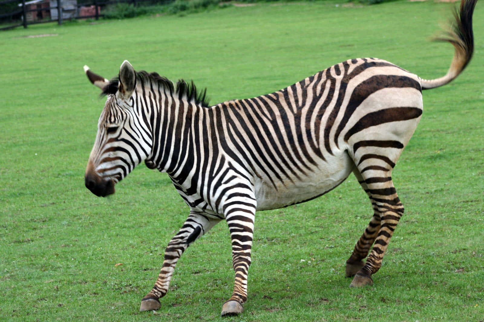 Seoen Farverig Zebra I Naturen.